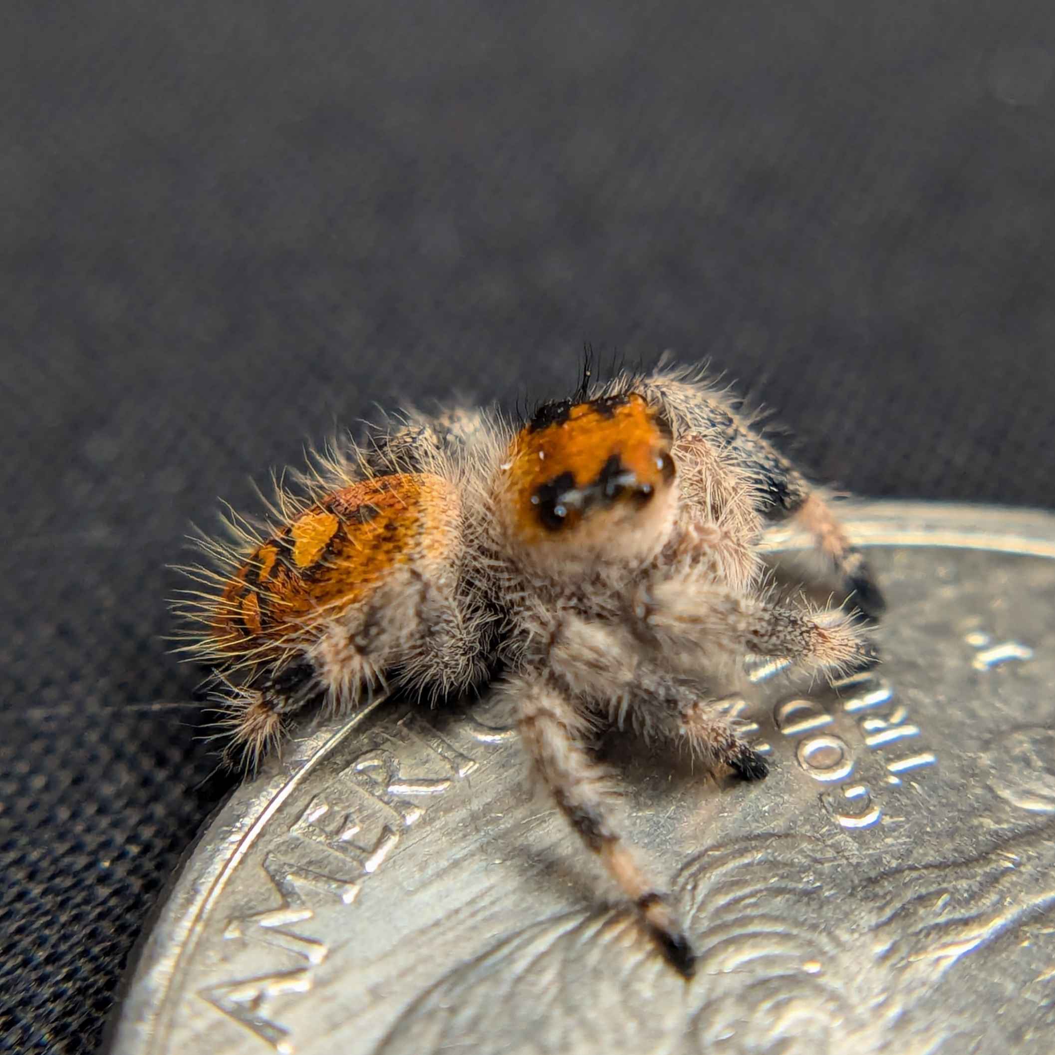 jumping spider for sale hot, back view, hot