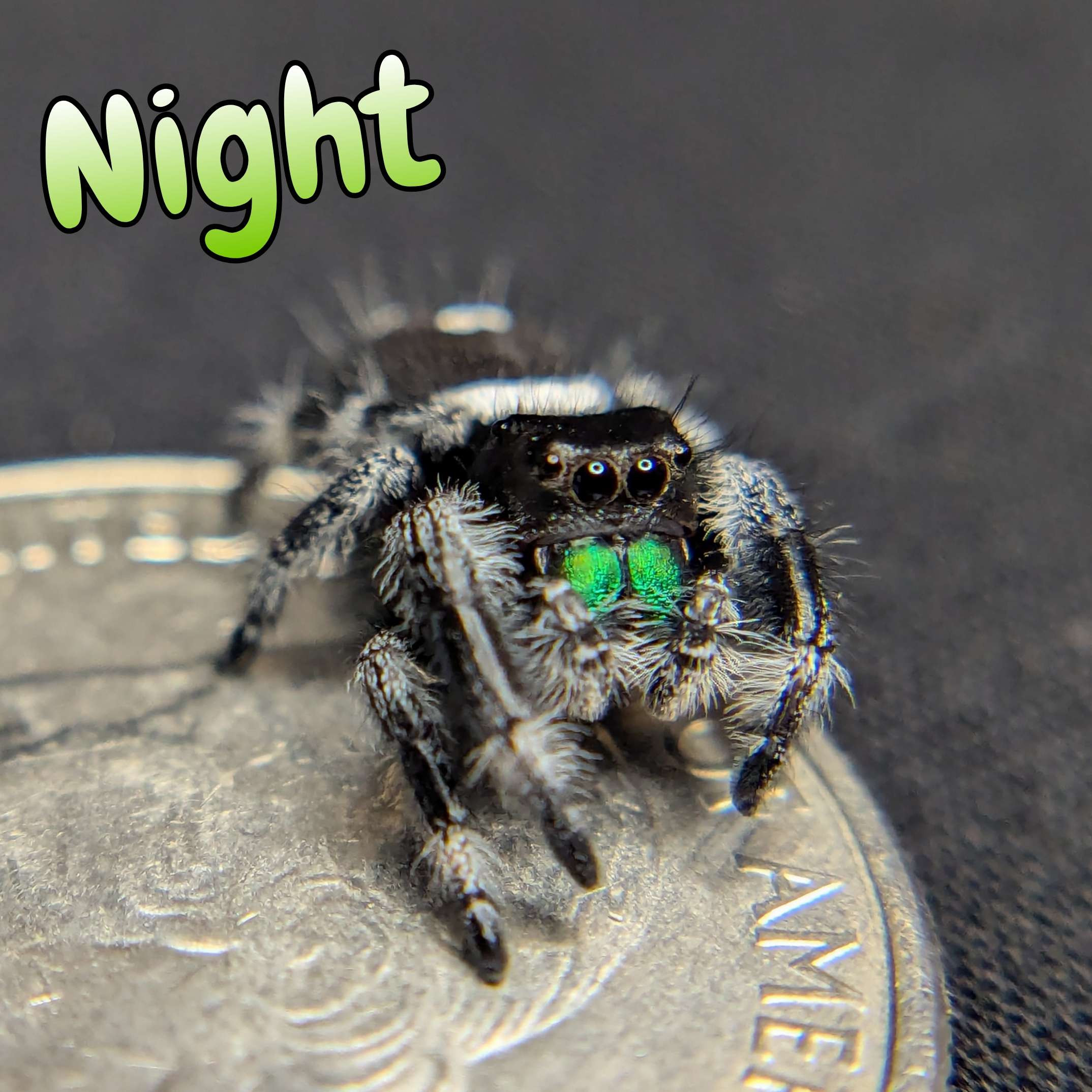 jumping spider for sale night, front view