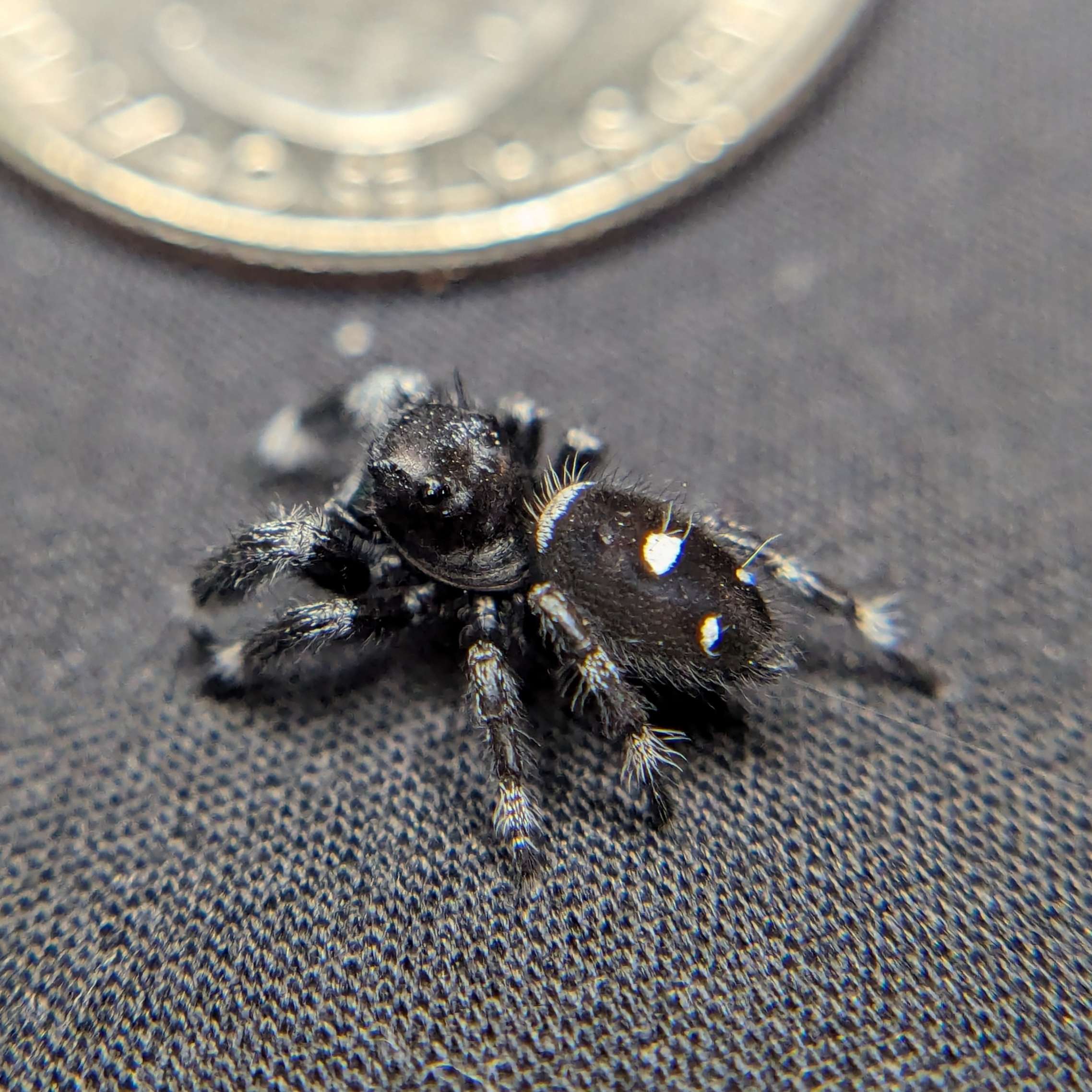 jumping spider for sale named mars, back view