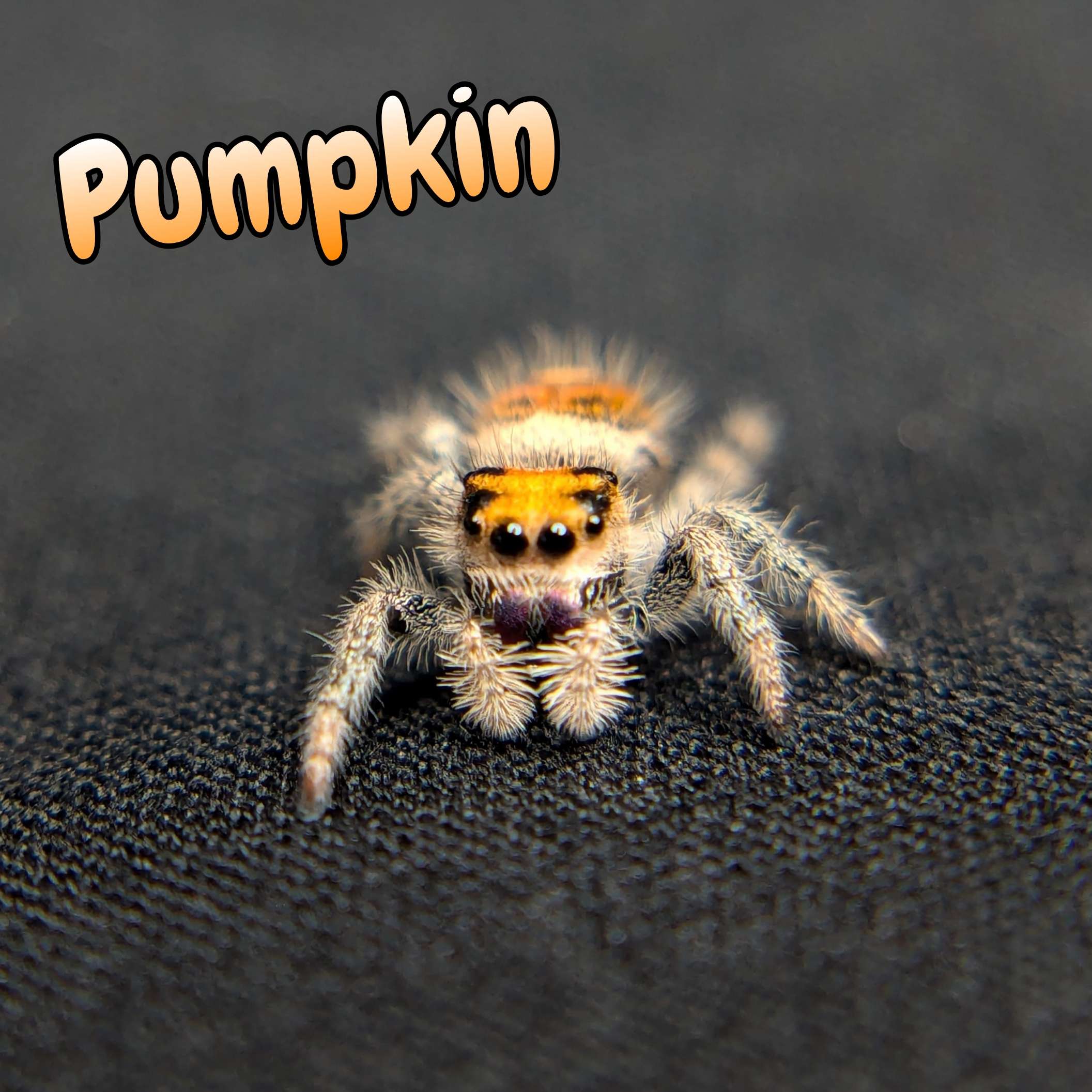 jumping spider for sale pumpkin, front view