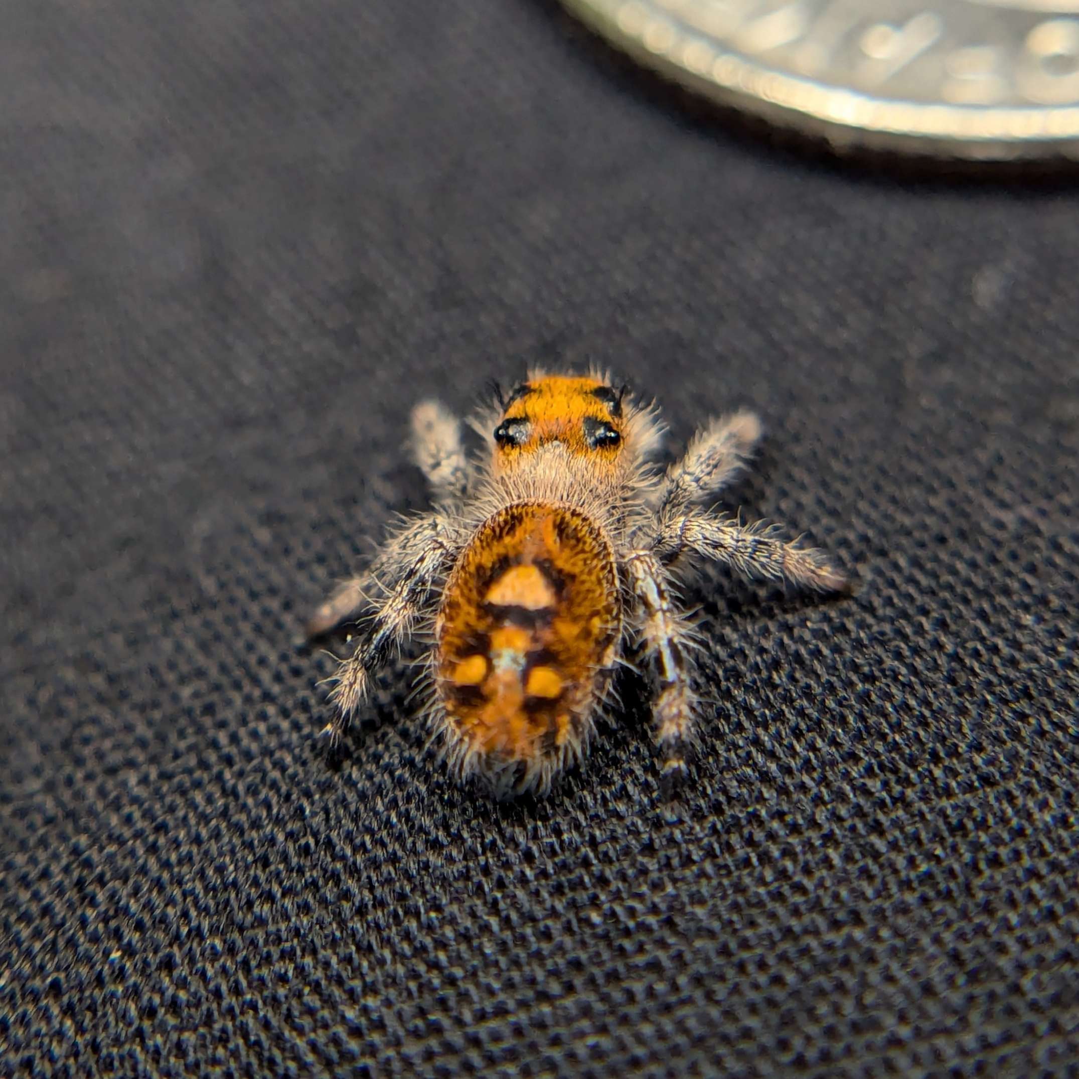 jumping spider for sale pumpkin, back view