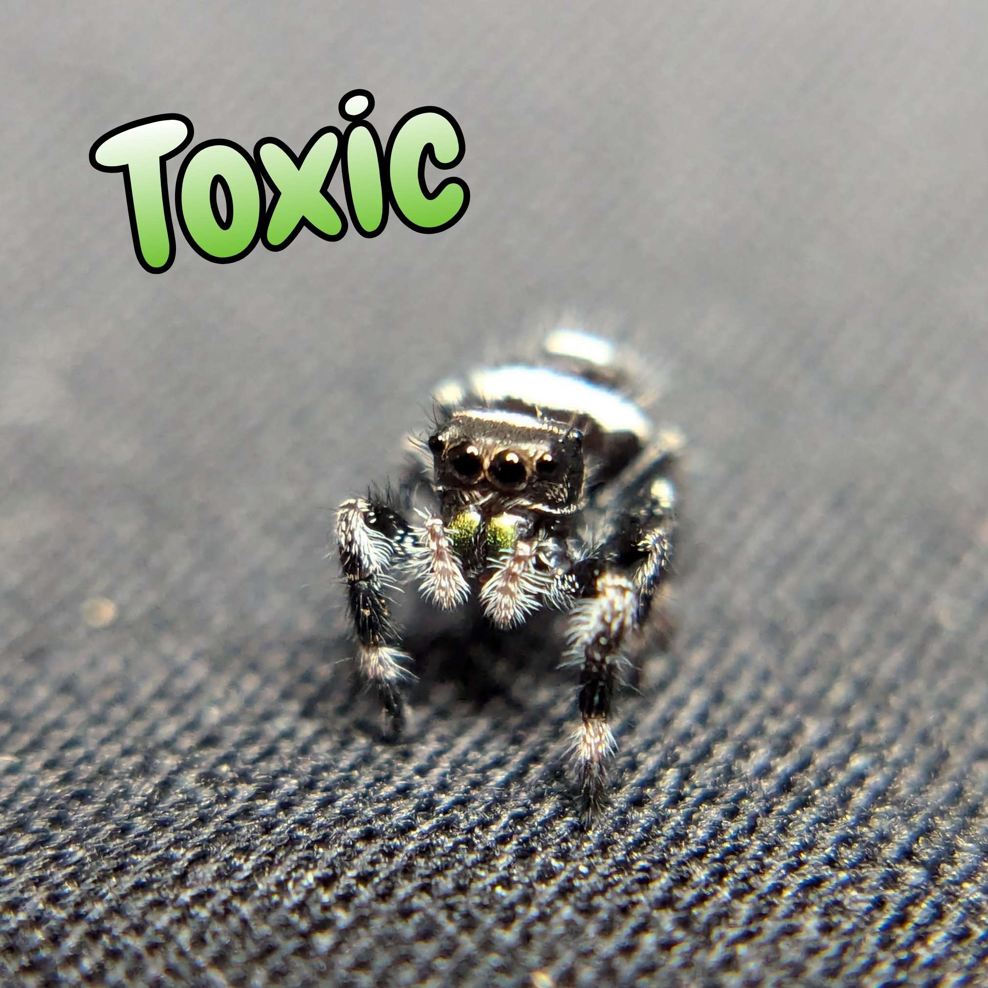 jumping spider for sale toxic, front view