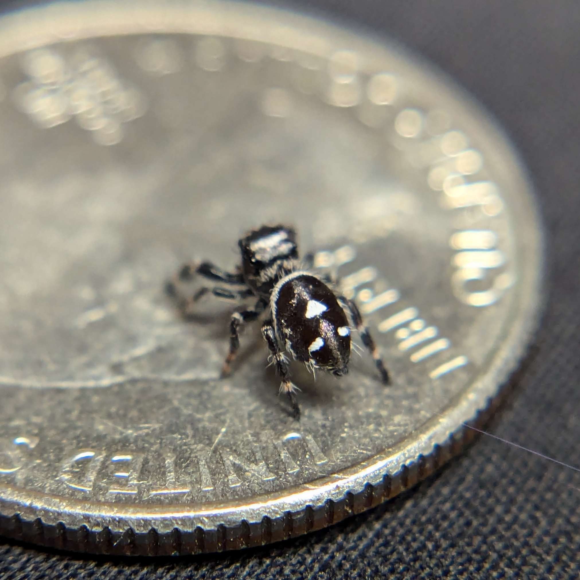 jumping spider for sale toxic, back view