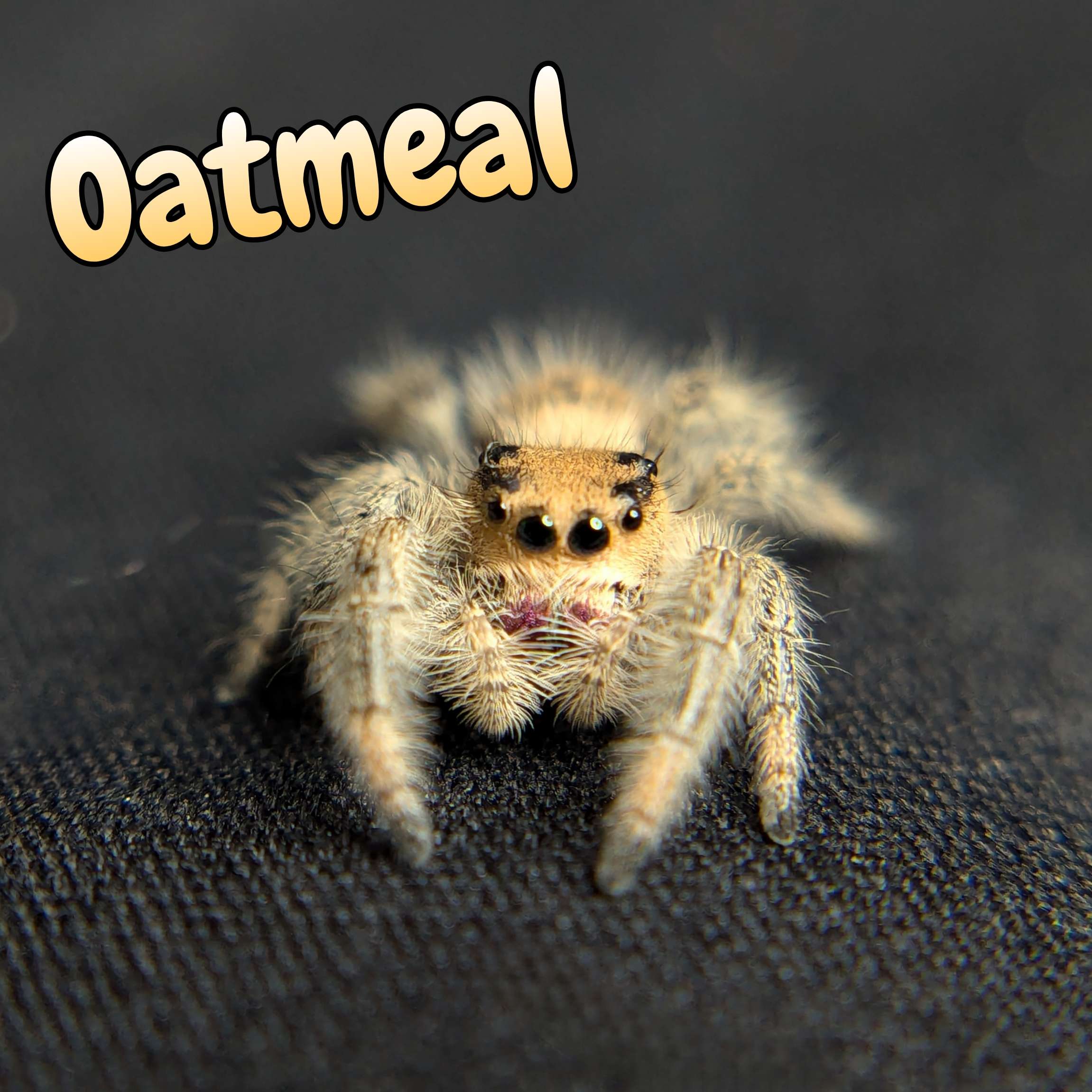 jumping spider for sale oatmeal, front view