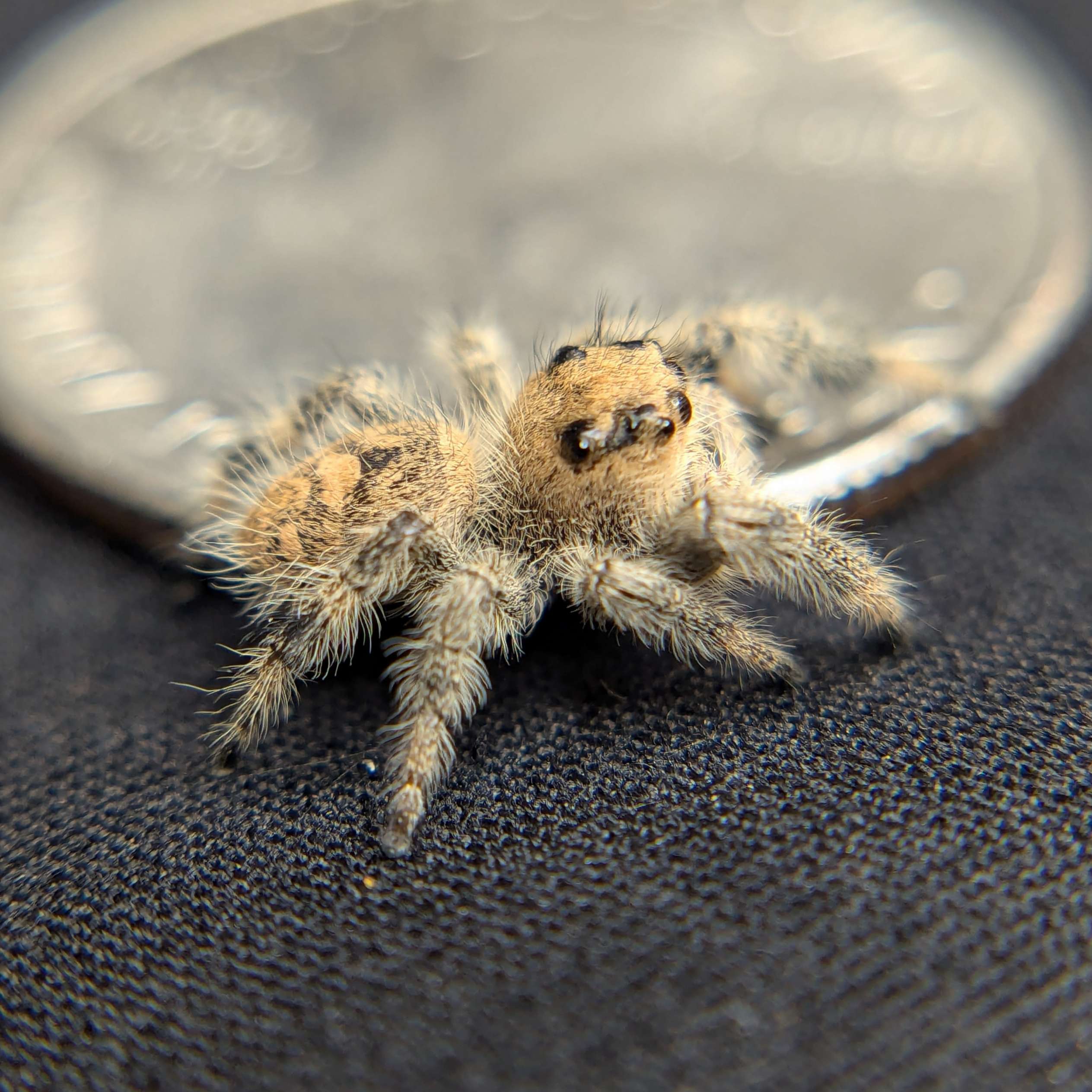 jumping spider for sale oatmeal, back view