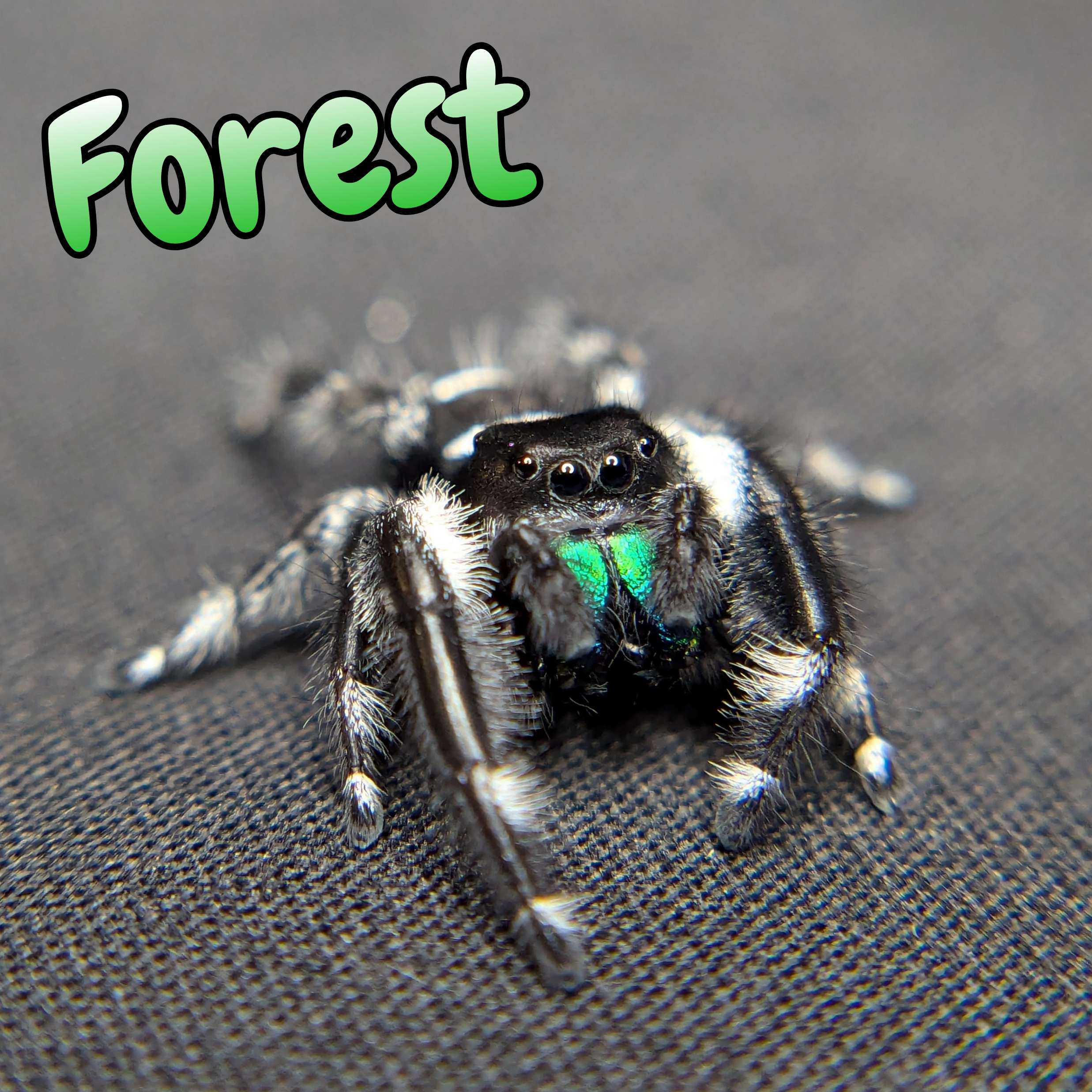 jumping spider for sale forest, front view