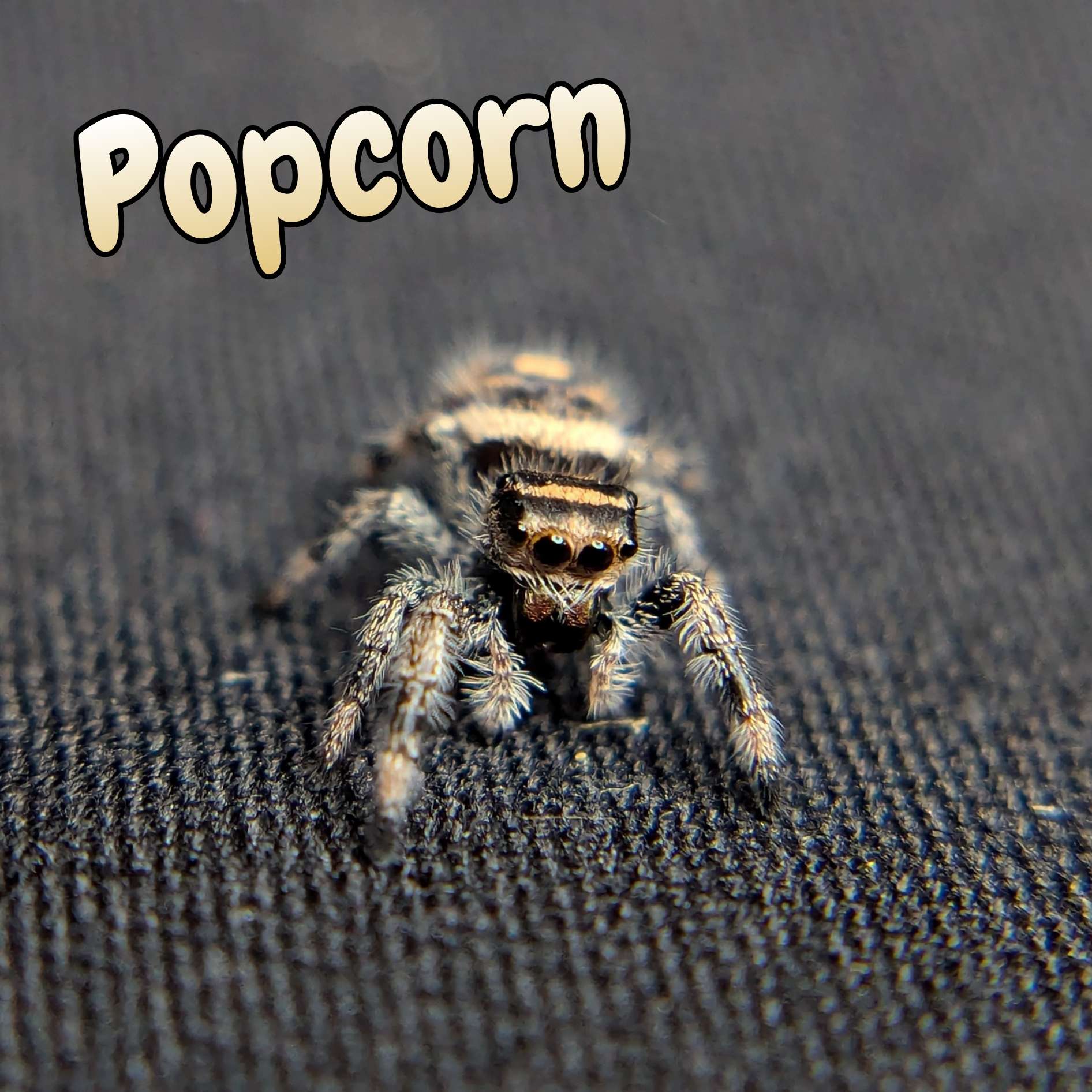 jumping spider for sale popcorn, front view