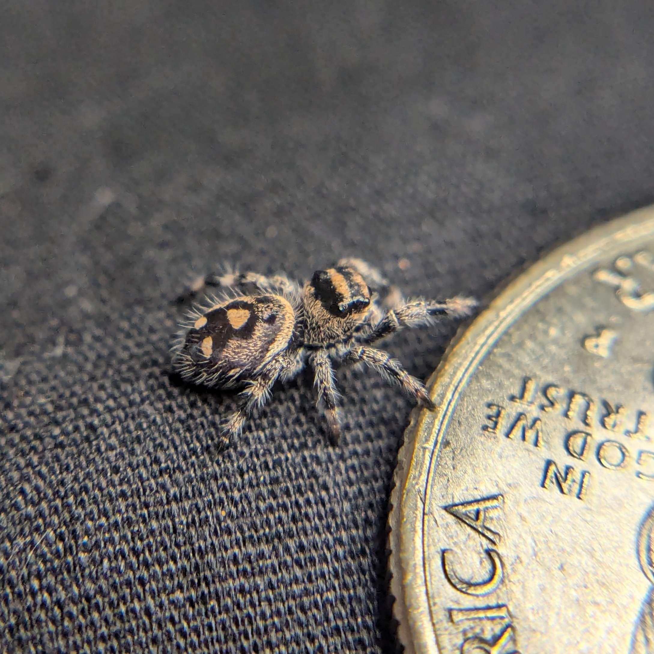 jumping spider for sale popcorn, back view