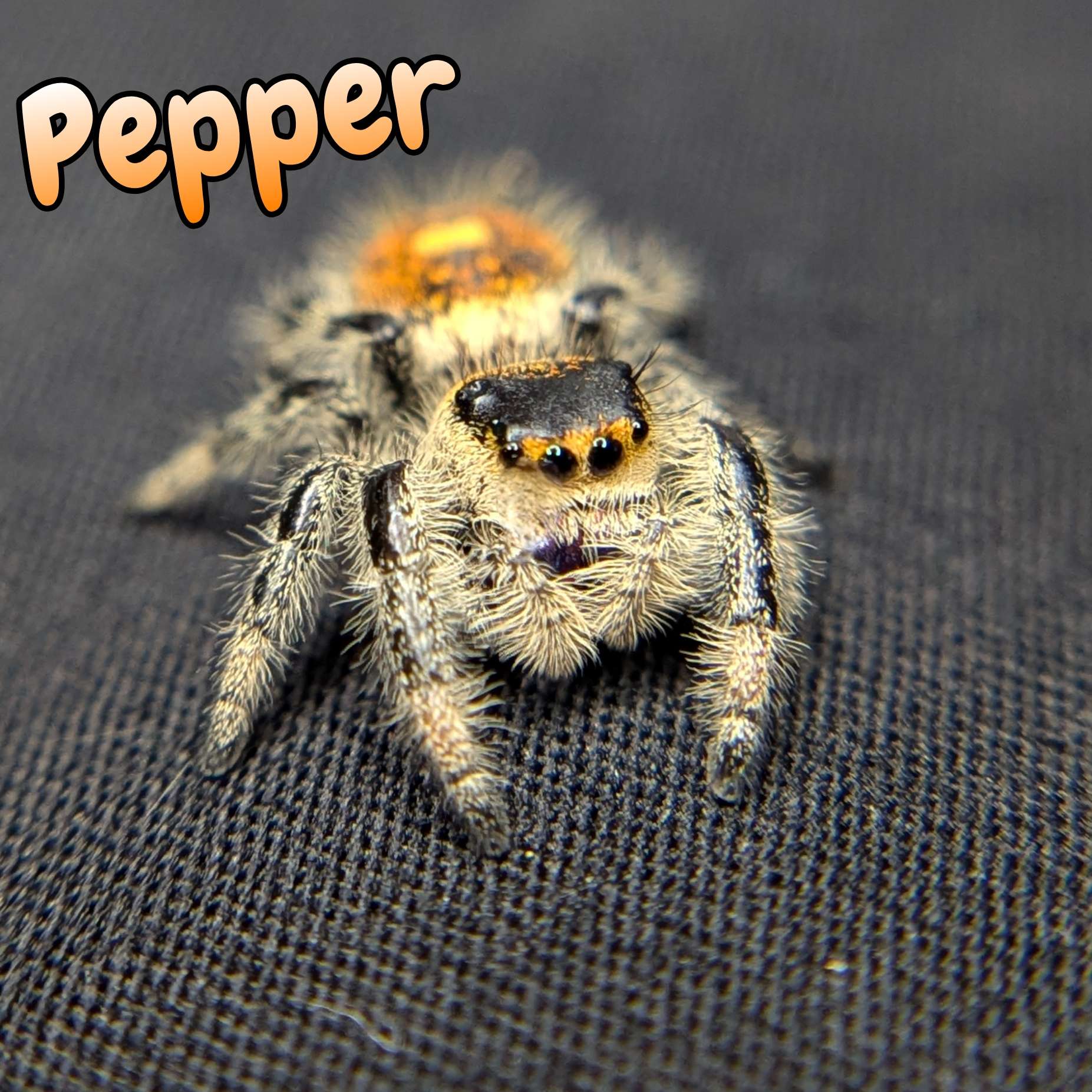 jumping spider for sale pepper, front view