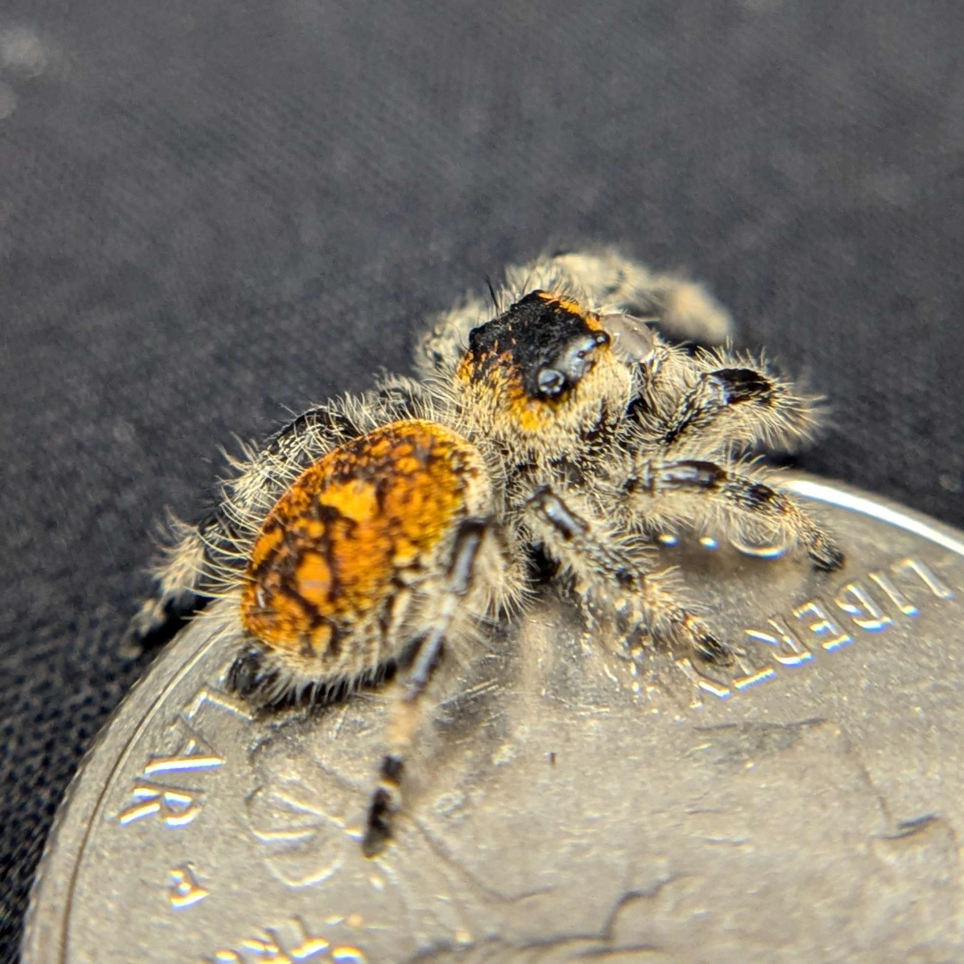 jumping spider for sale pepper, back view