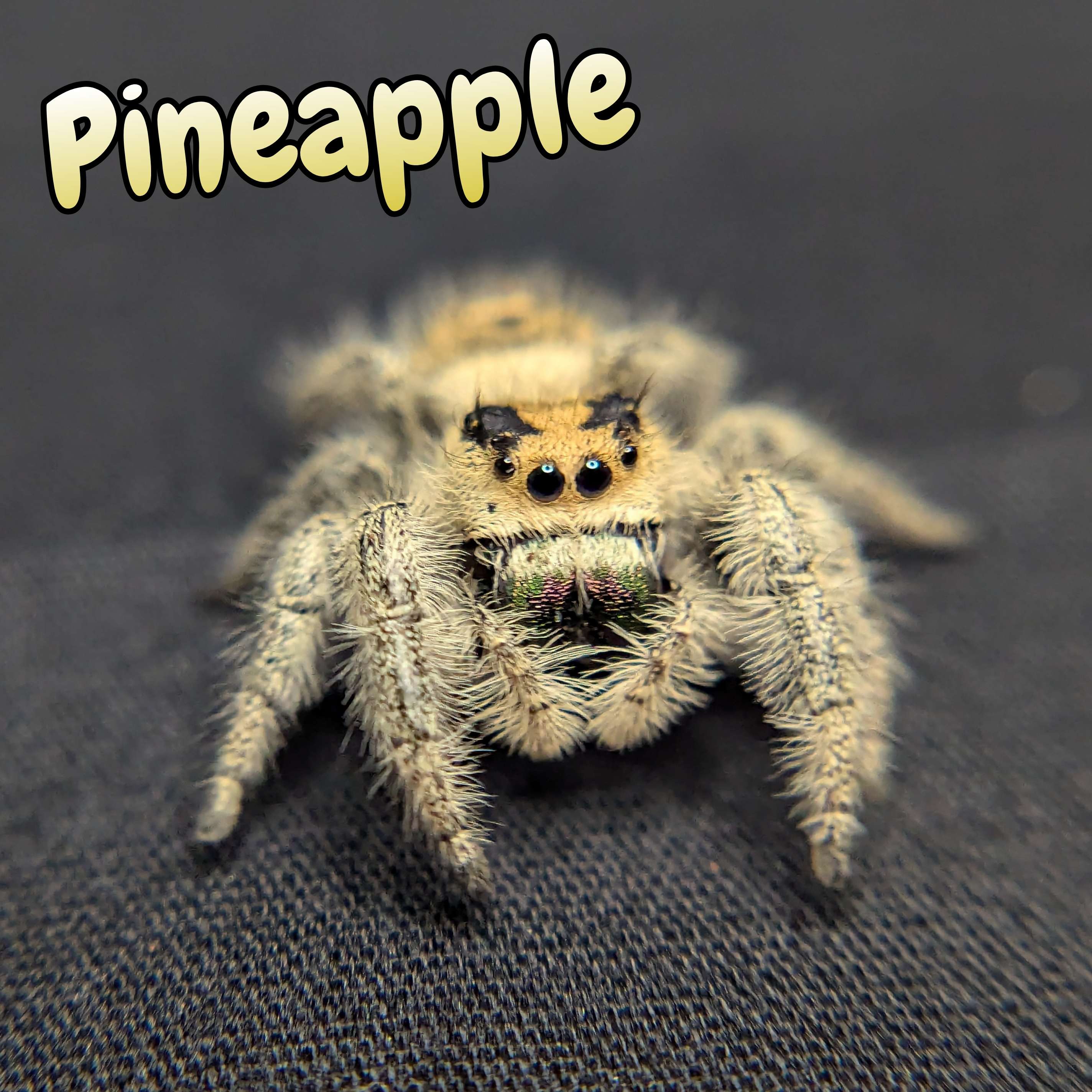 jumping spider for sale named pineapple, front view