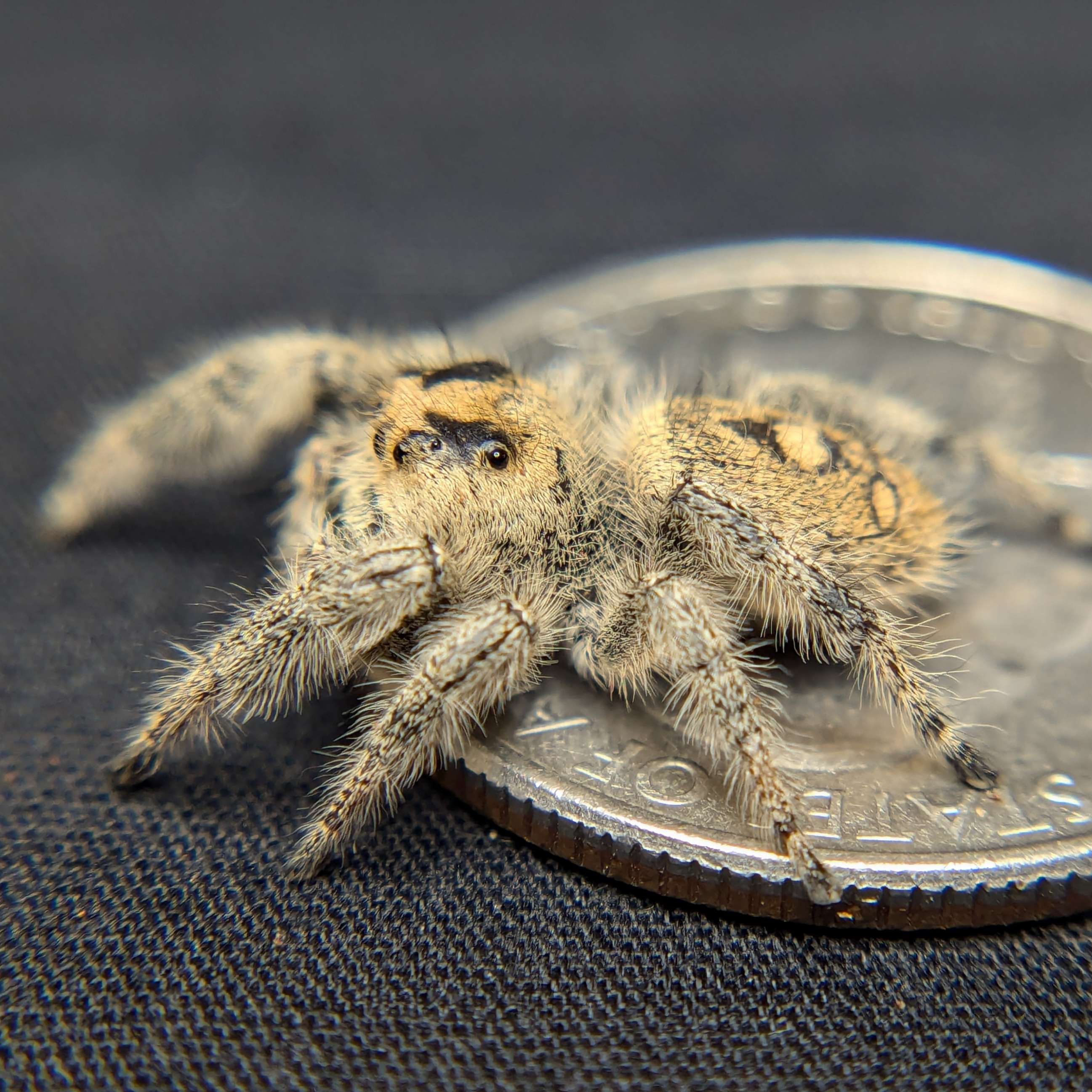 jumping spider for sale named pineapple, back view