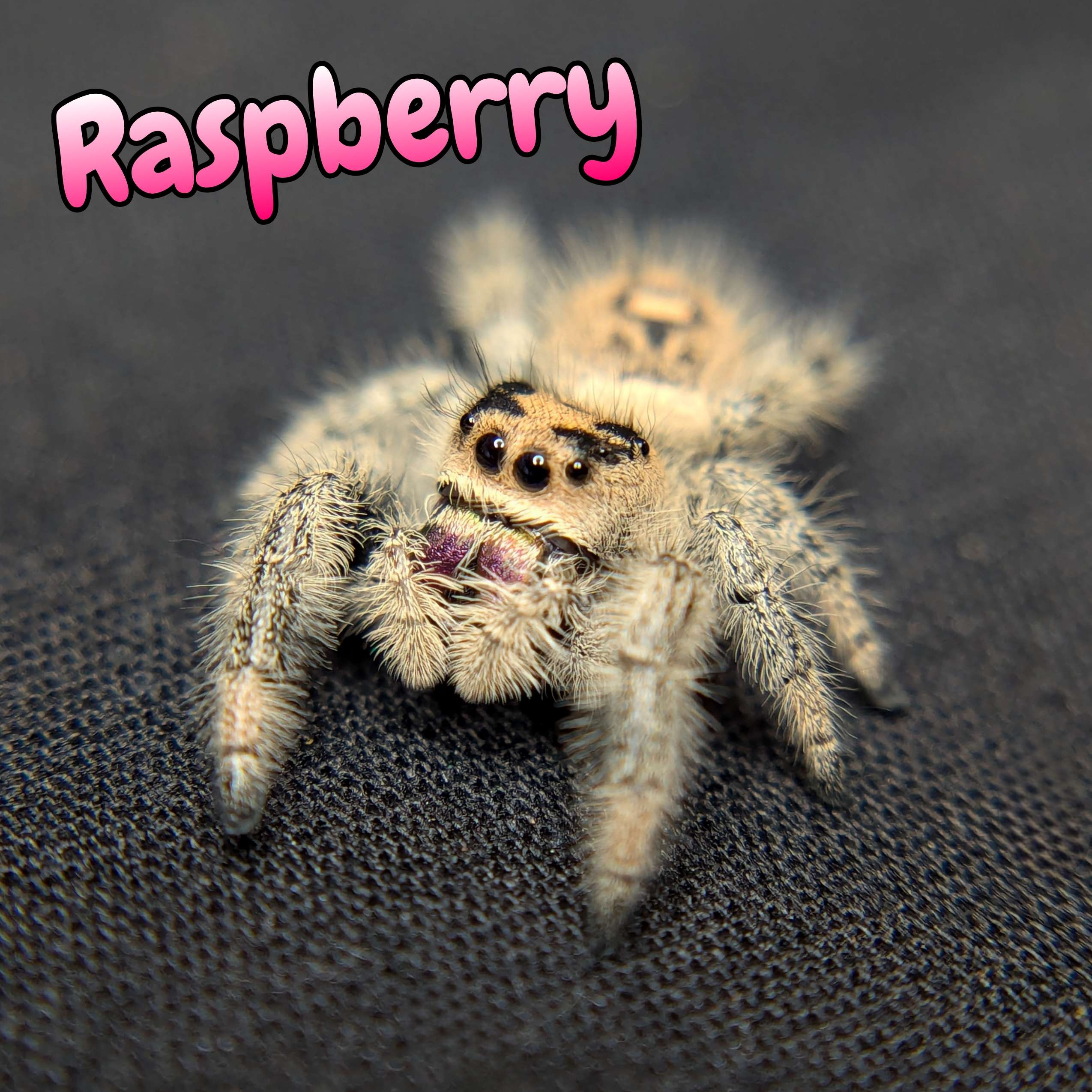 jumping spider for sale raspberry, front view