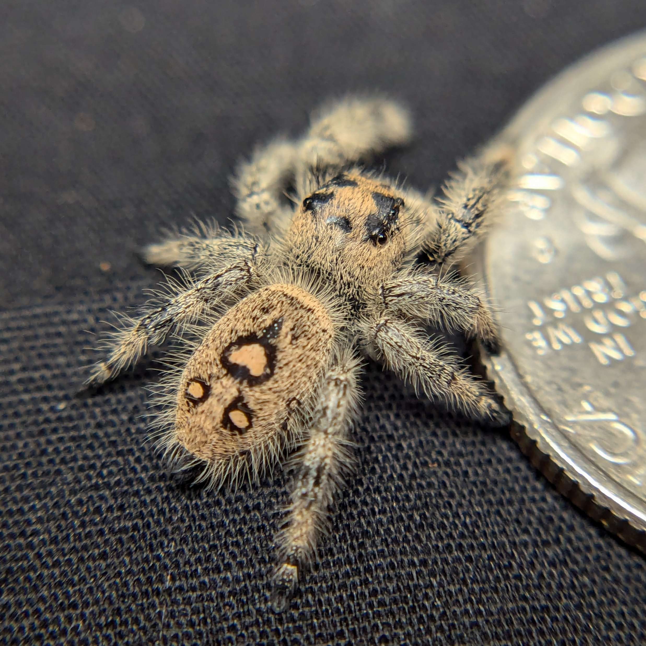 jumping spider for sale raspberry, back view