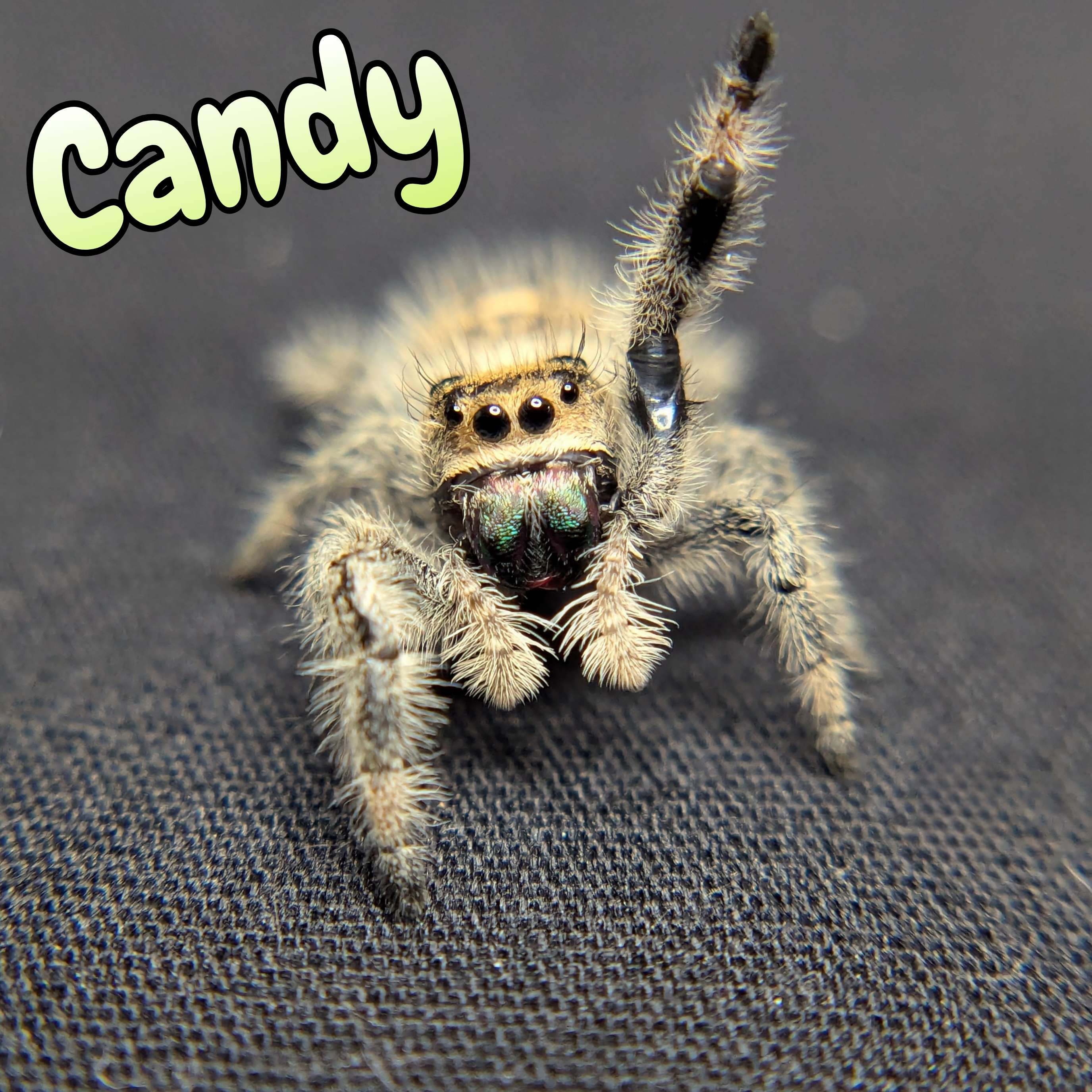 jumping spider for sale named candy, front view