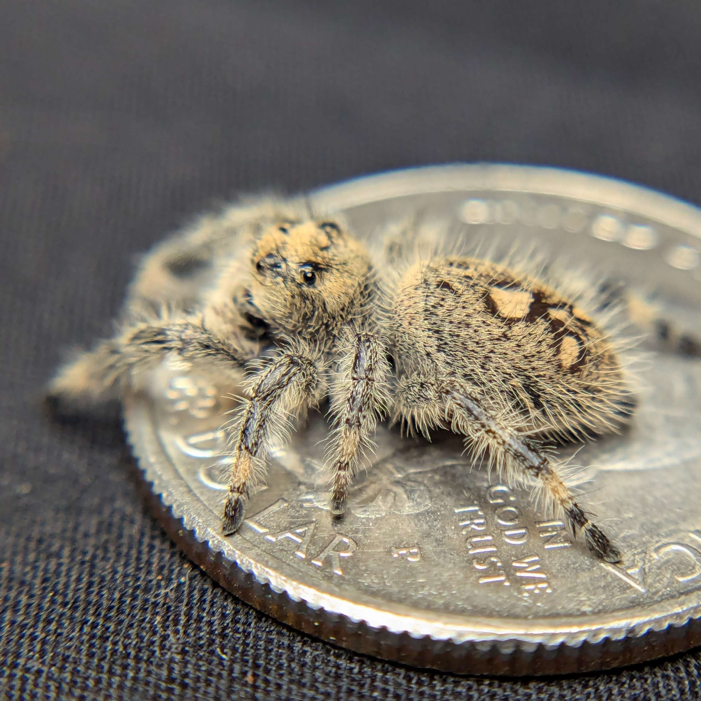 jumping spider for sale named candy, back view