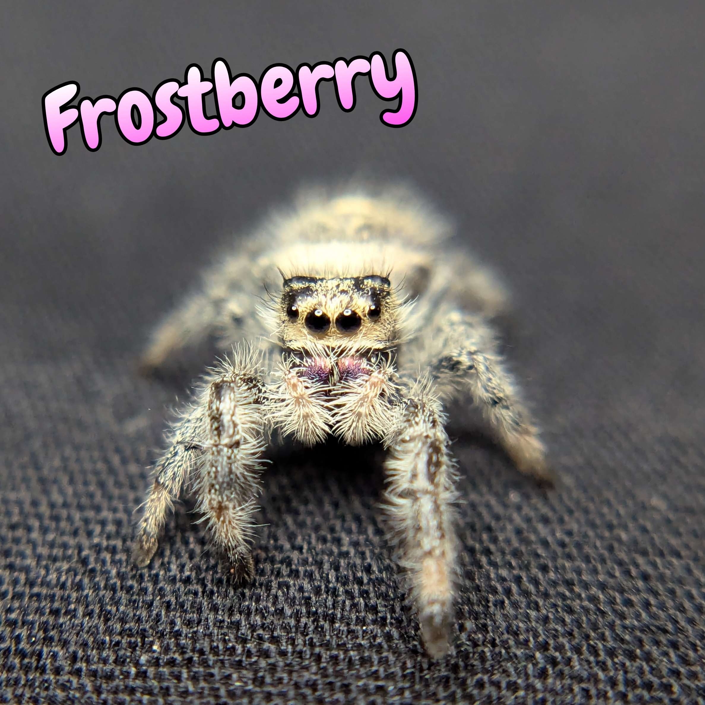 jumping spider for sale frostberry, front view