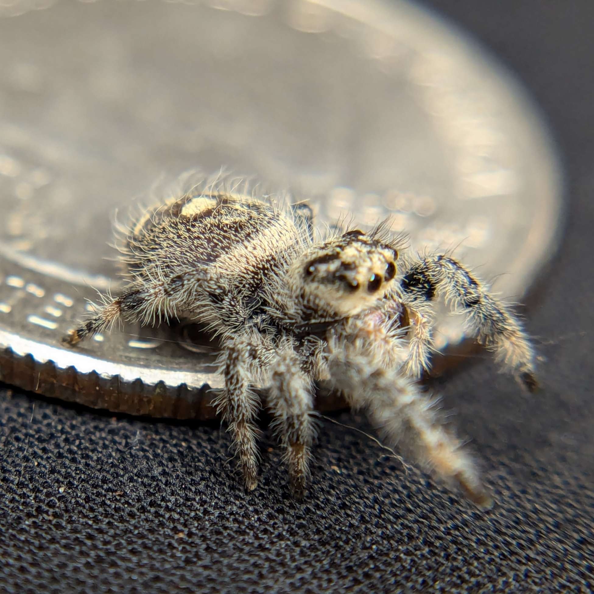 jumping spider for sale named frostberry, side view