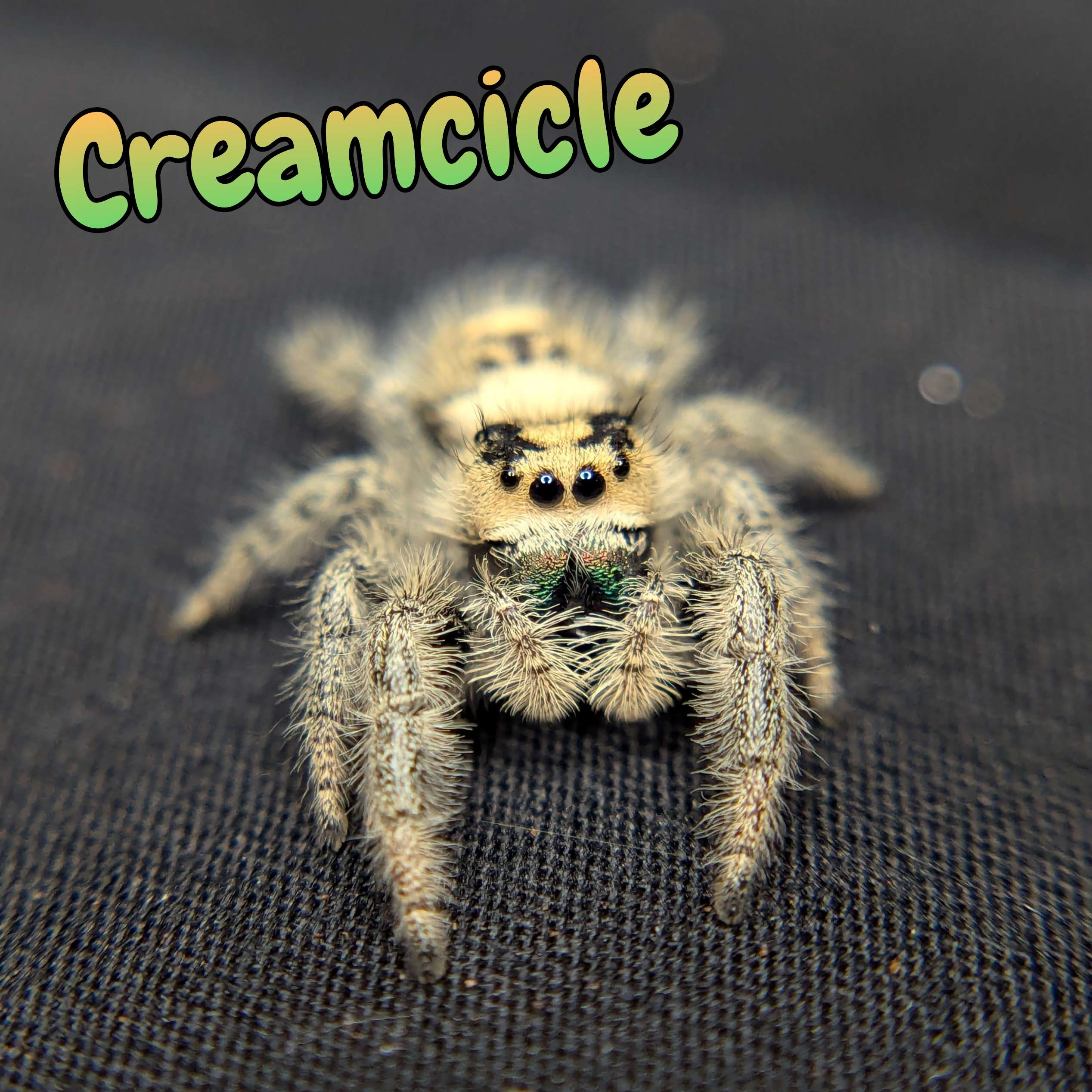 jumping spiders for sale creamcicle, front view