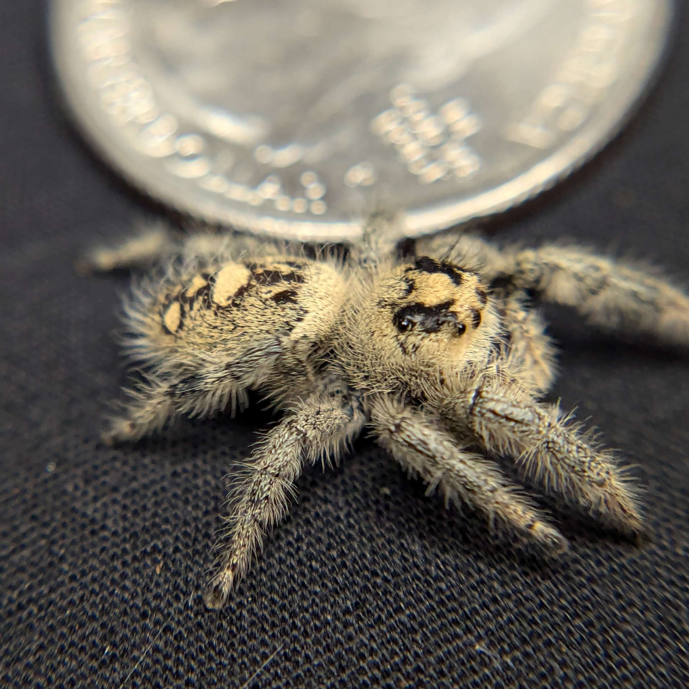 jumping spider for sale creamcicle, back view