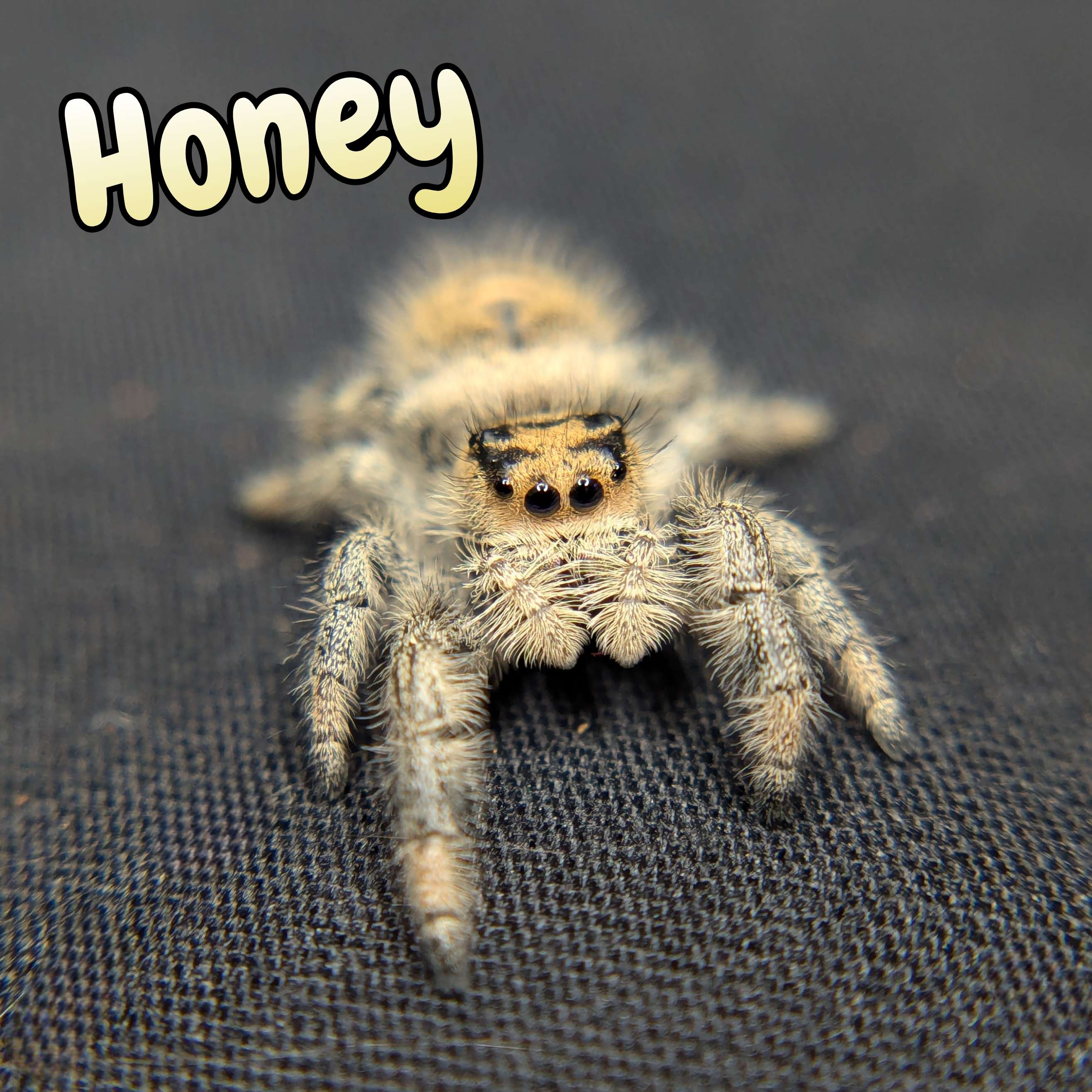 jumping spider for sale honey, front view