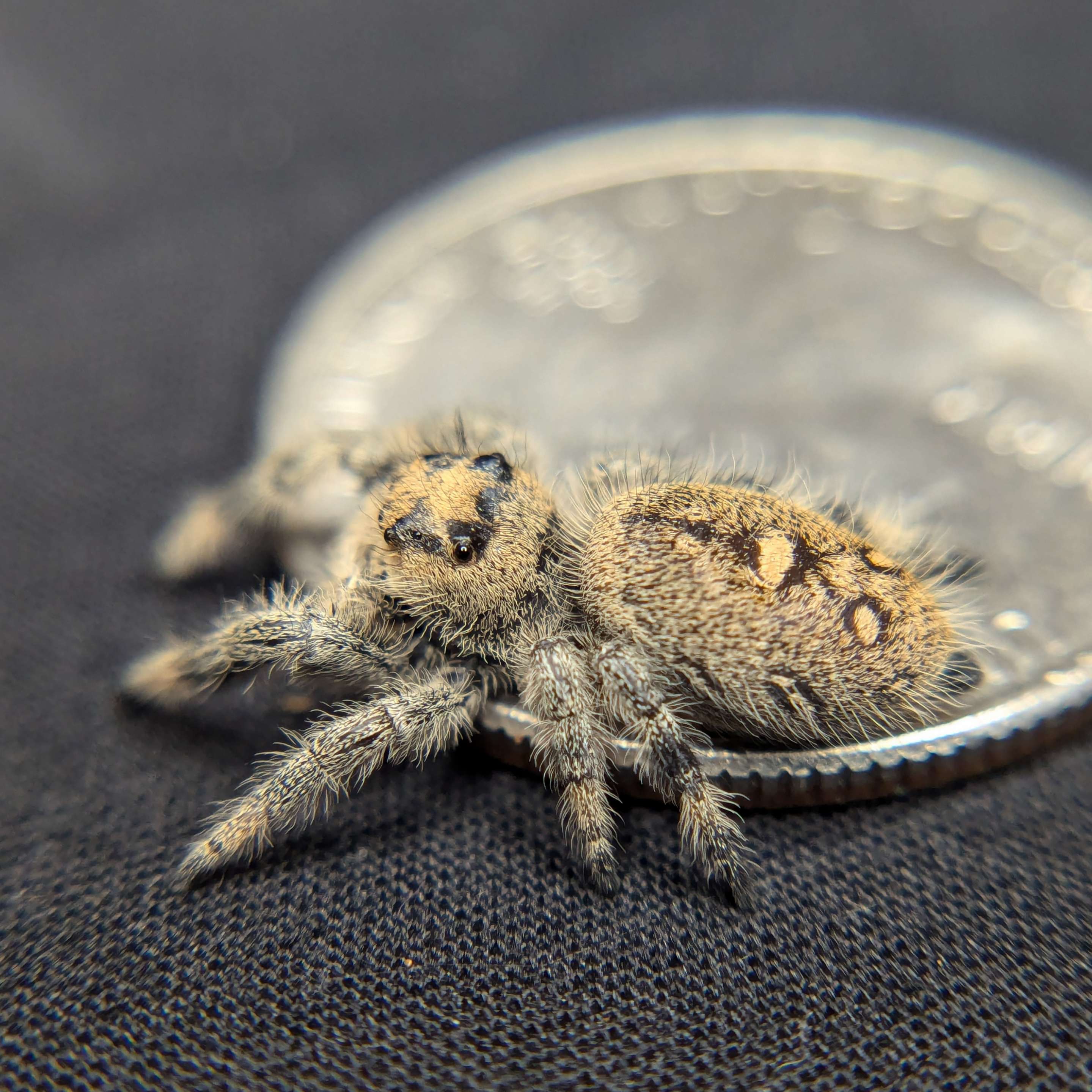 jumping spider for sale honey, back view