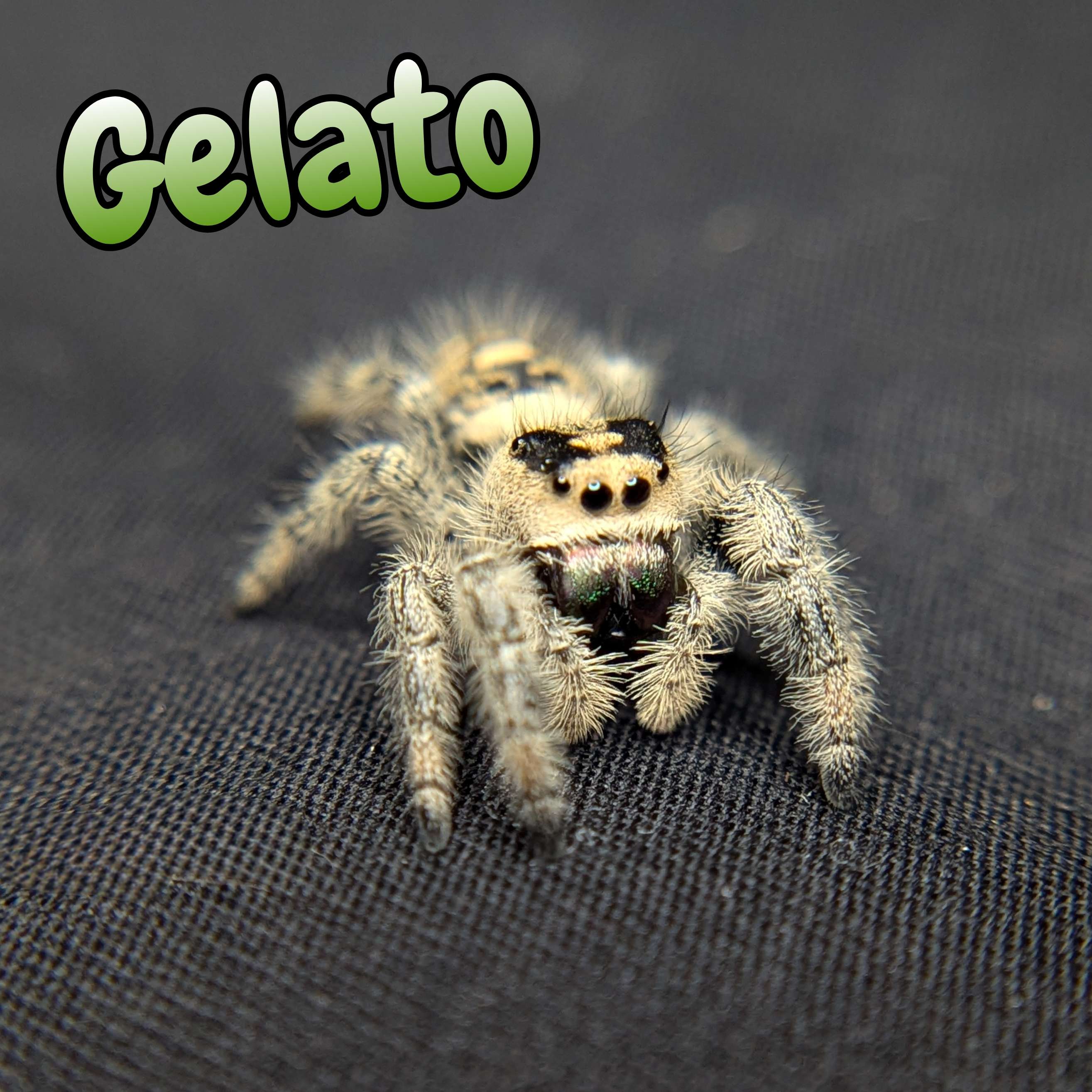 Regal Jumping Spider "Gelato"