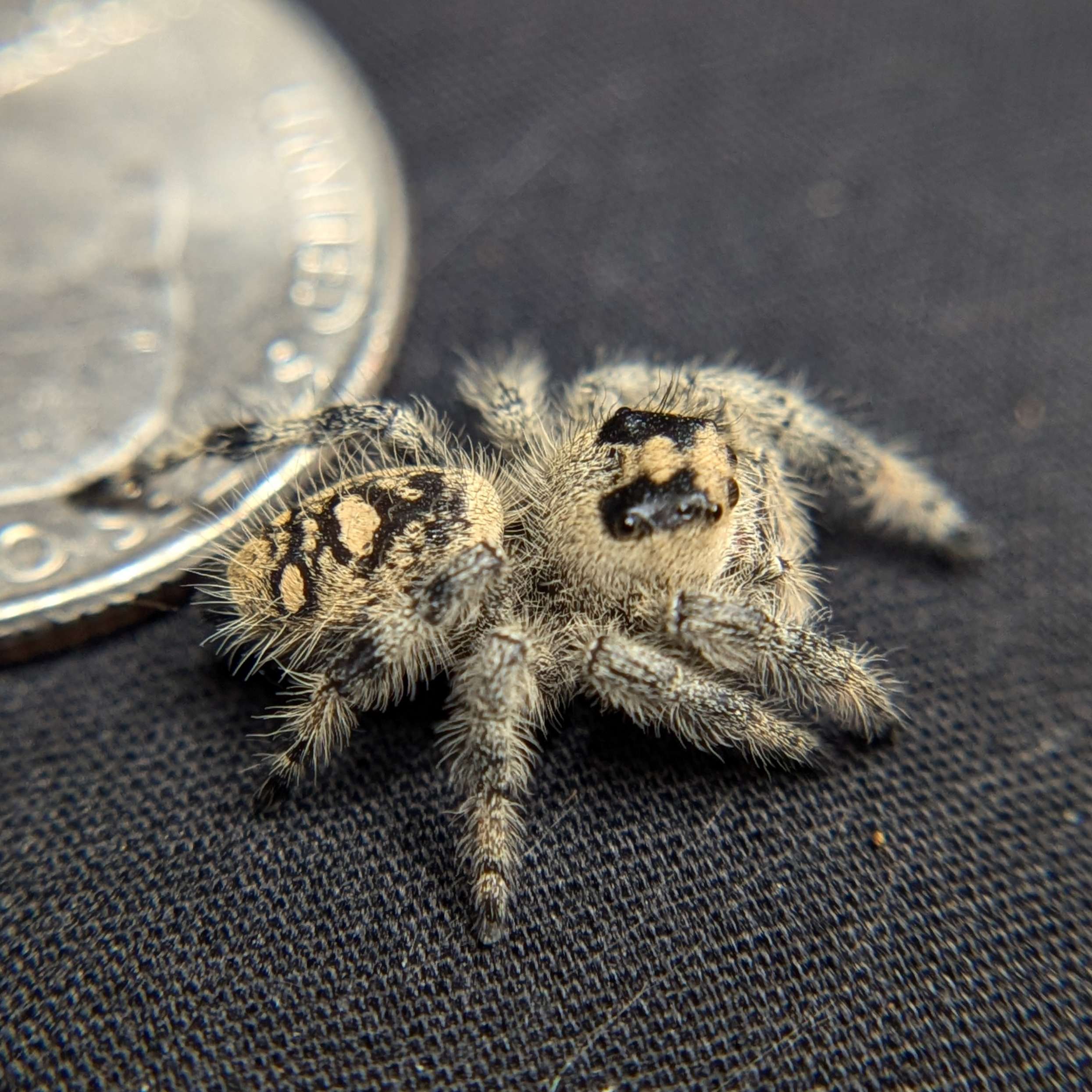 Regal Jumping Spider "Gelato"