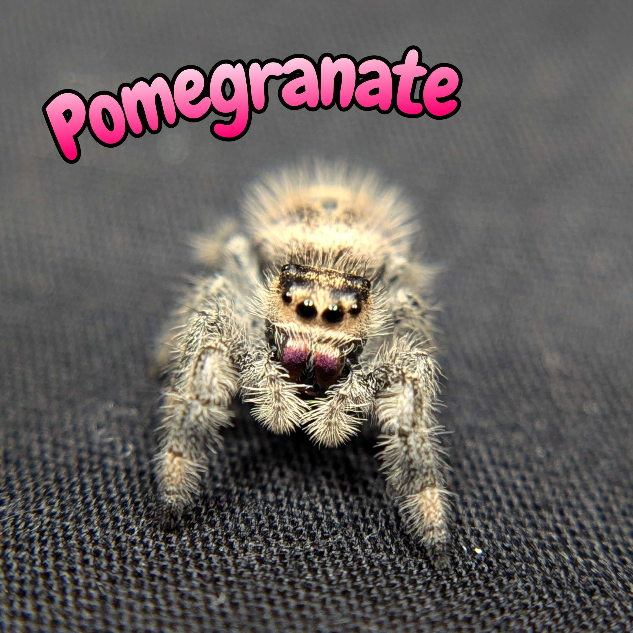 jumping spider for sale pomegrante front view