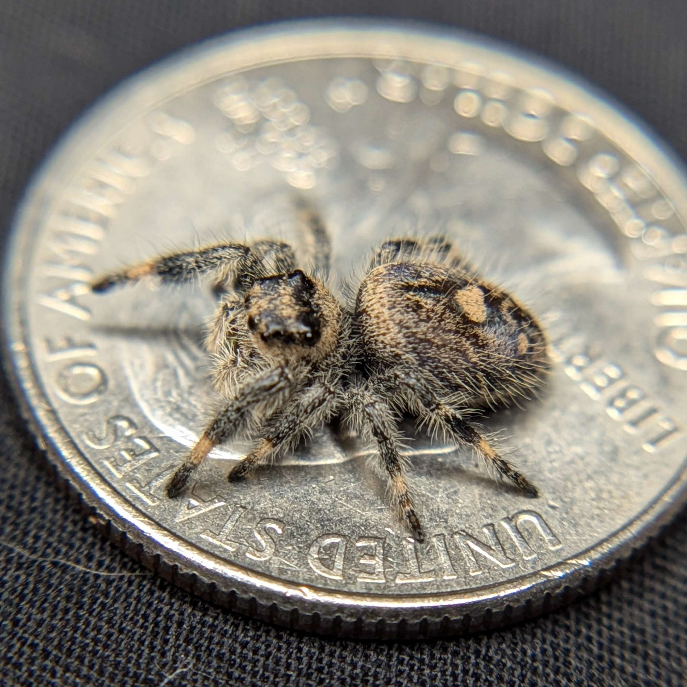 jumping spider for sale pomegrante, back view