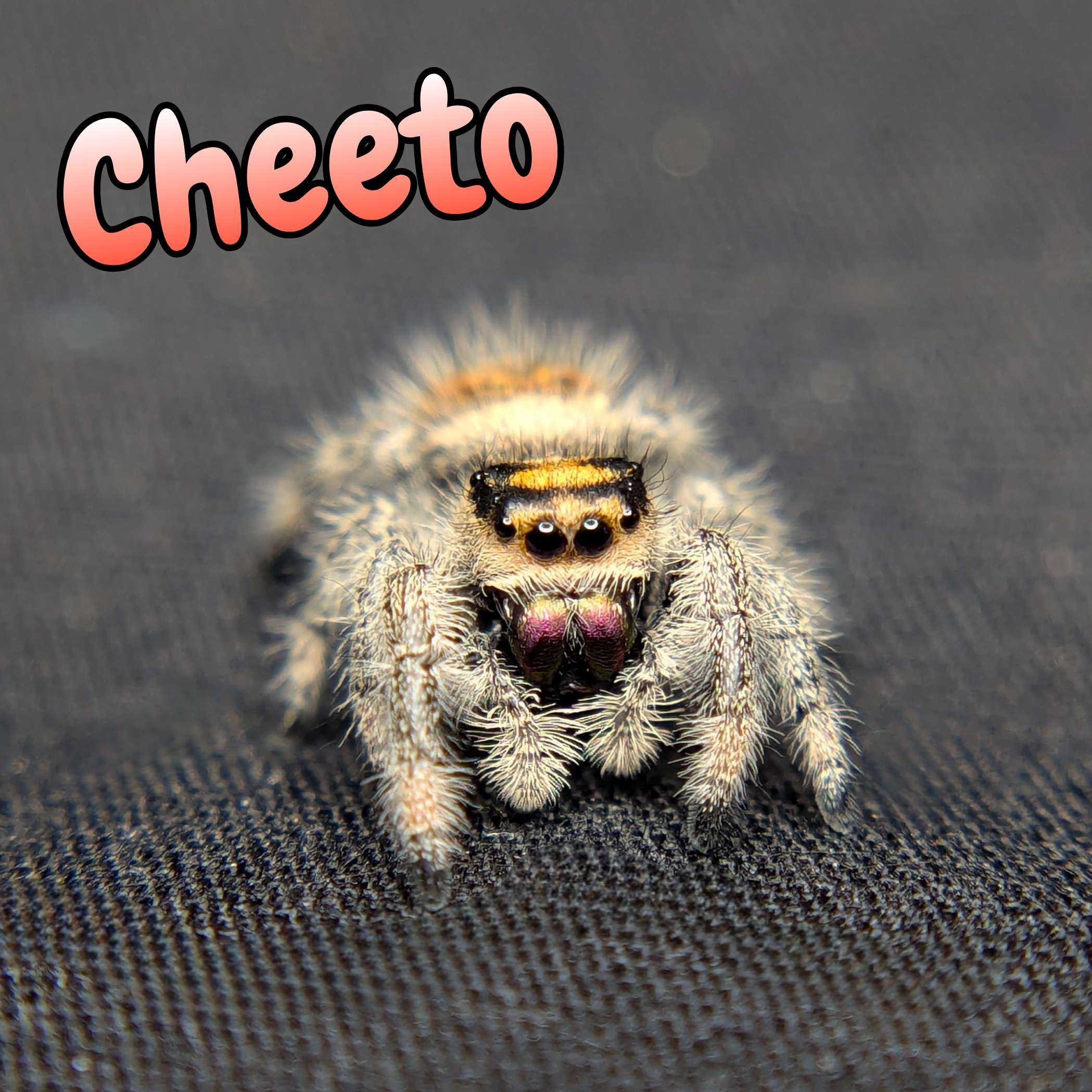 jumping spider for sale cheeto, front view