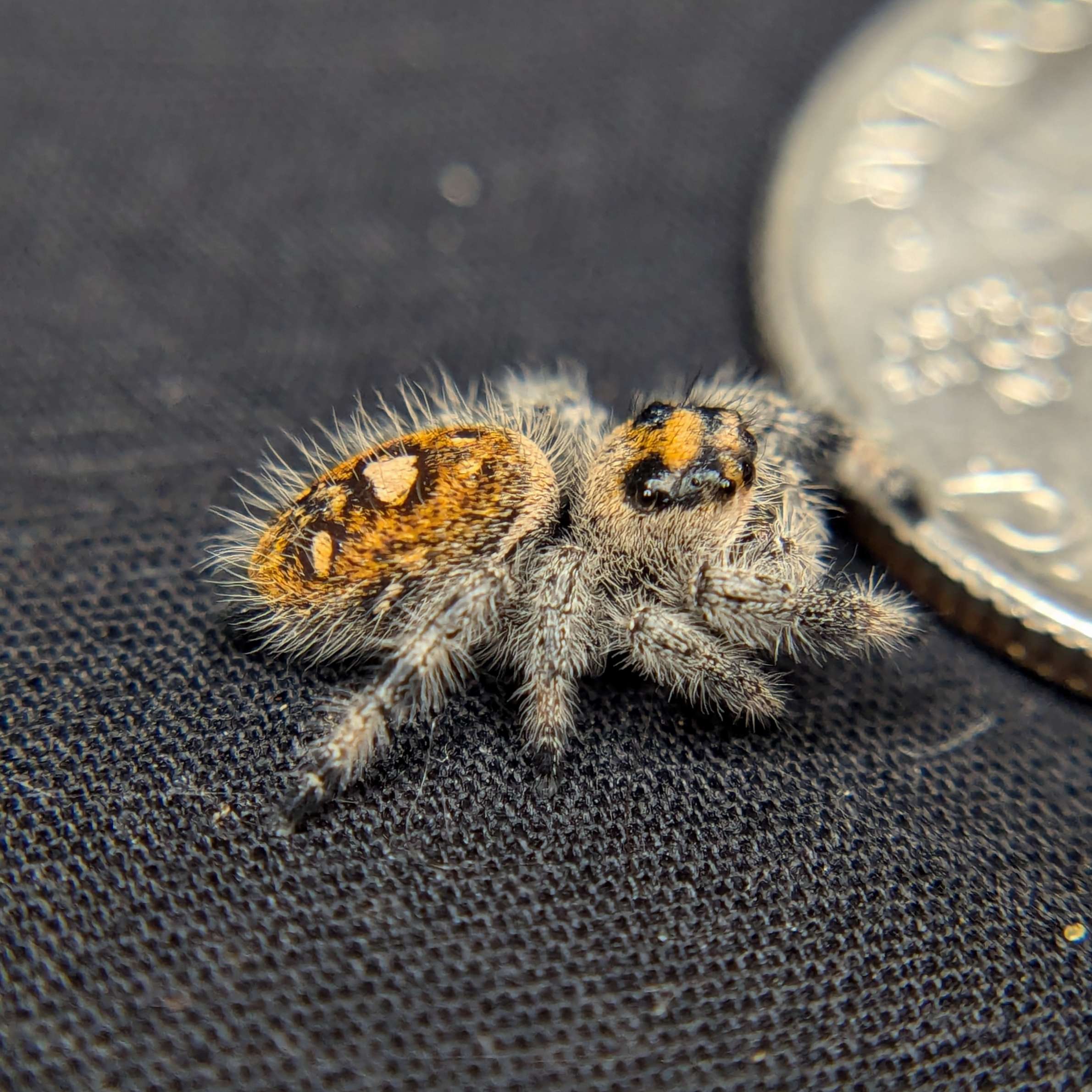 jumping spider for sale cheeto, back view