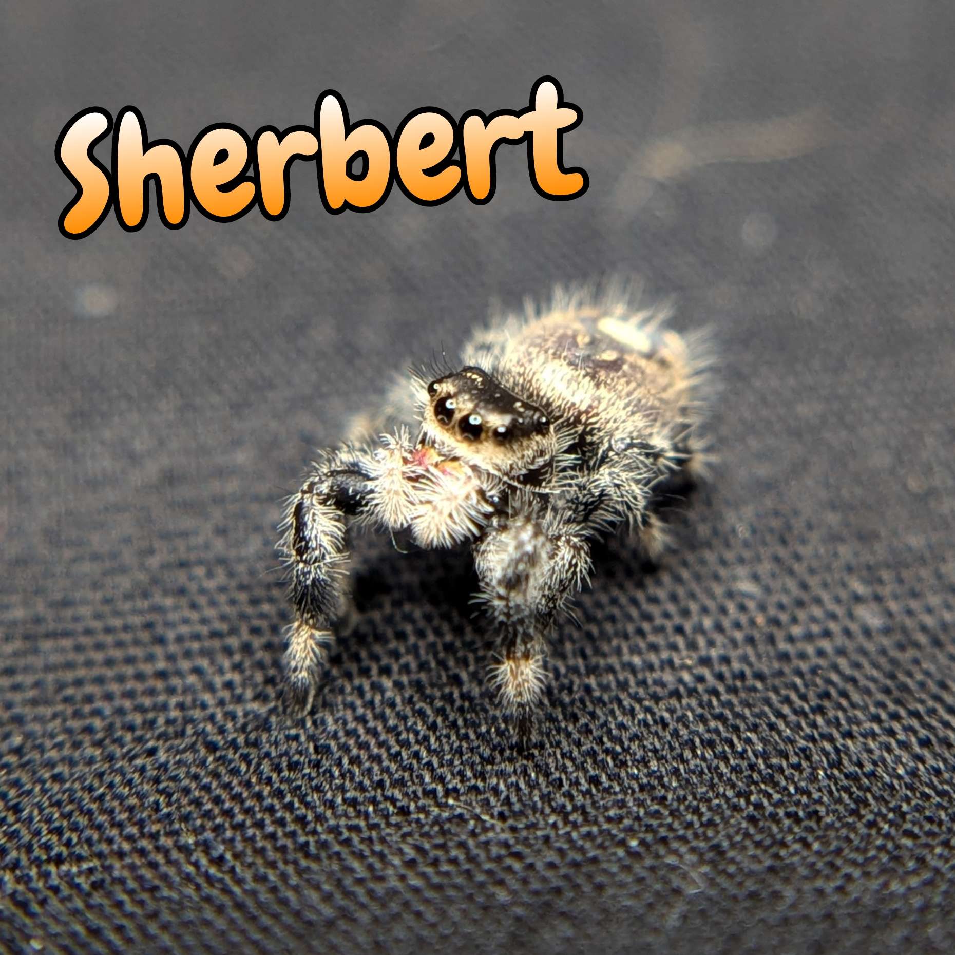 jumping spider for sale sherbert, front view