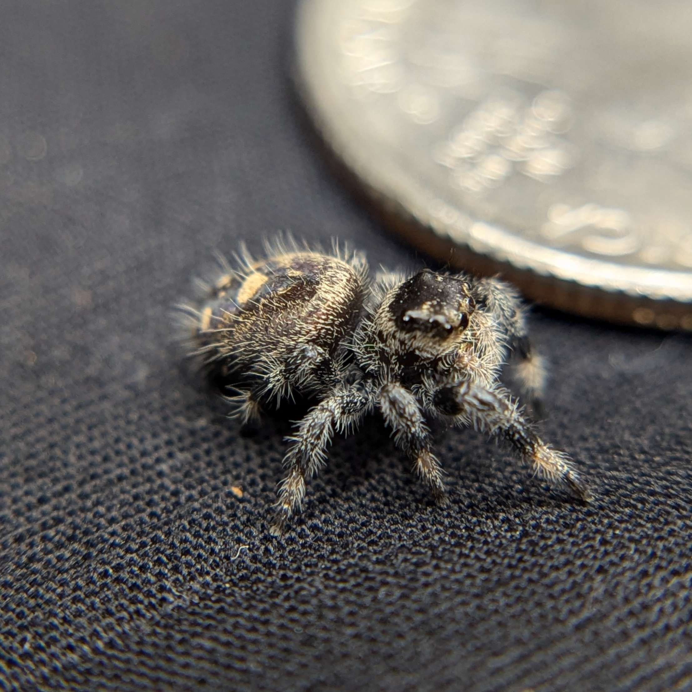 jumping spider for sale sherbert, back view