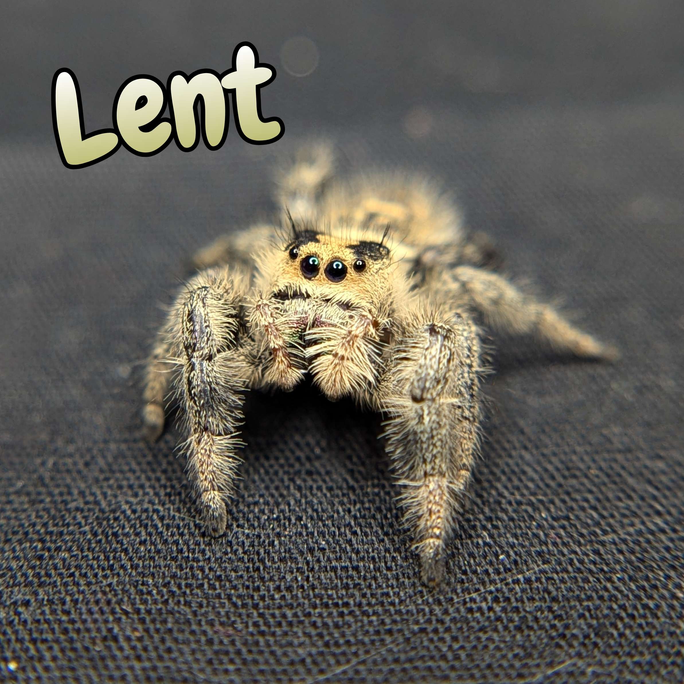 jumping spider for sale Lent, front view