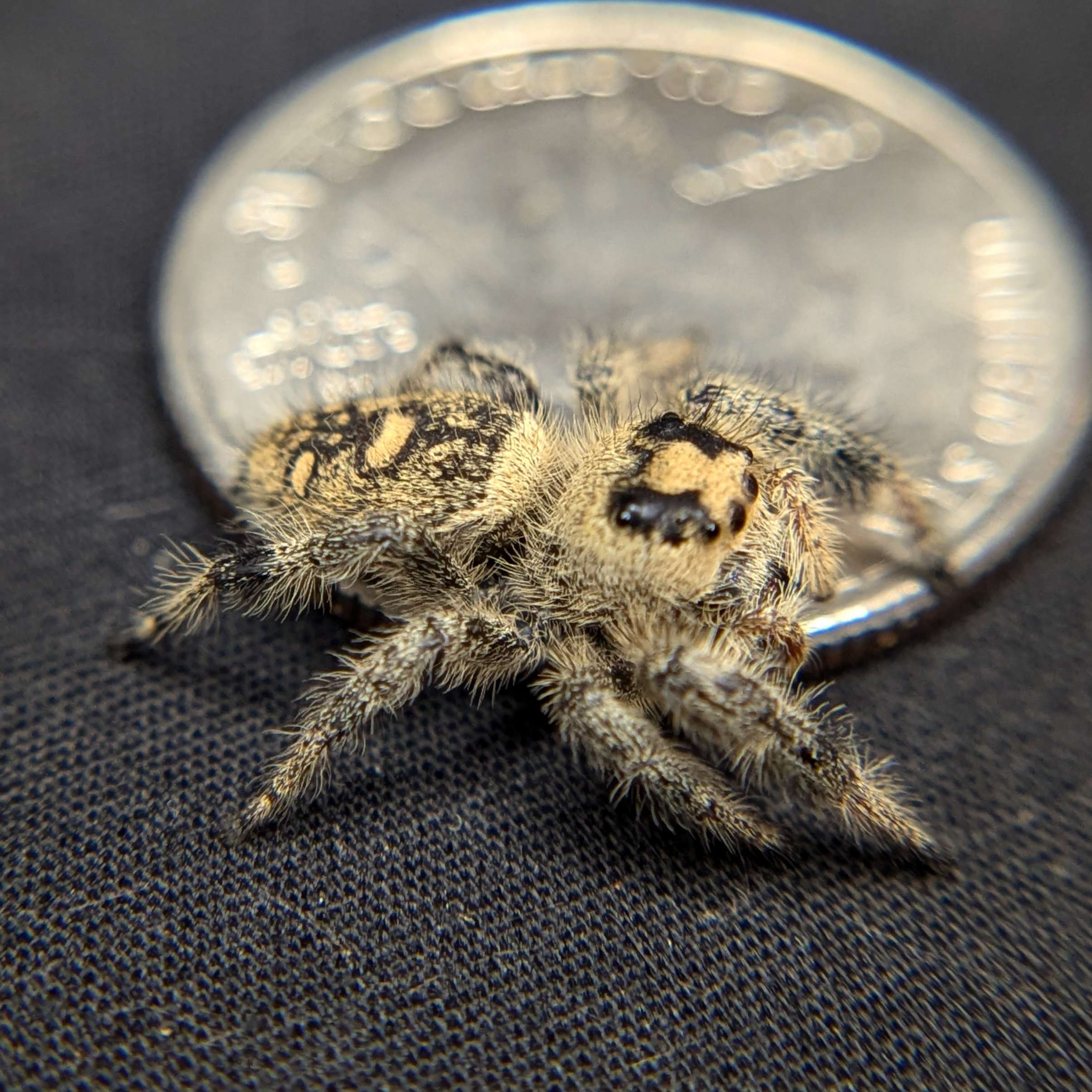 jumping spider for sale Lent, back view