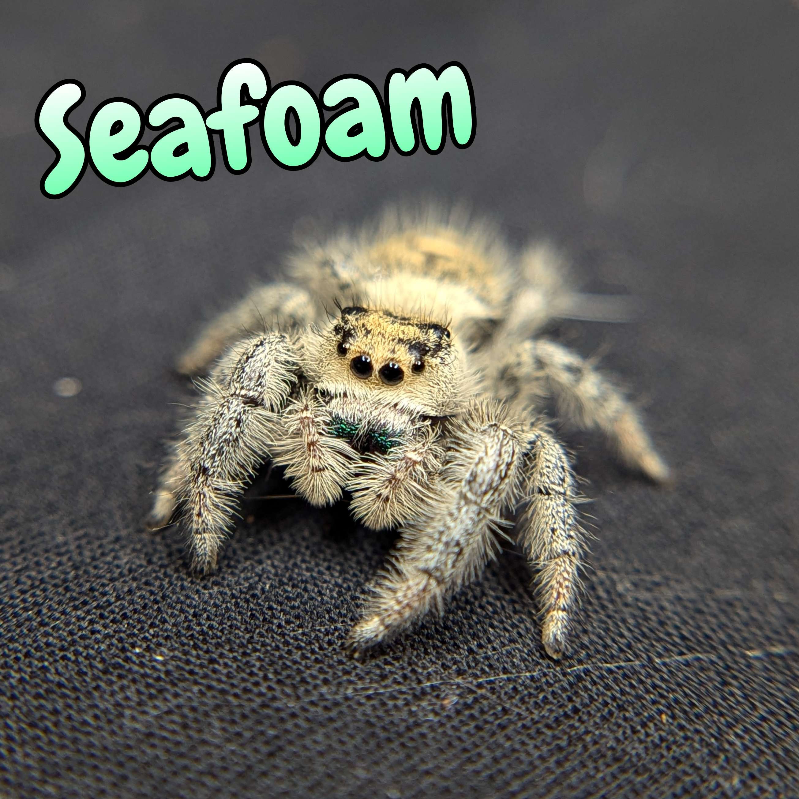 Regal Jumping Spider "Seafoam"