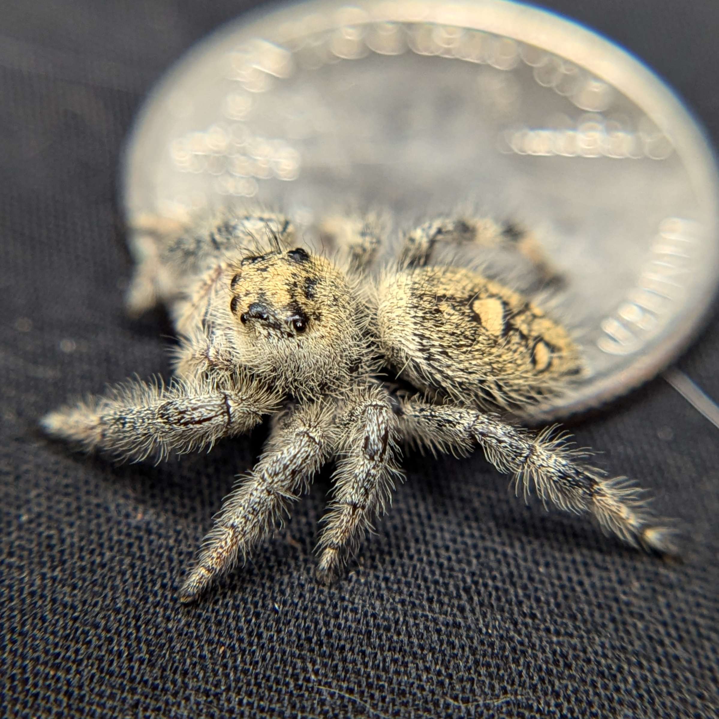 Regal Jumping Spider "Seafoam"