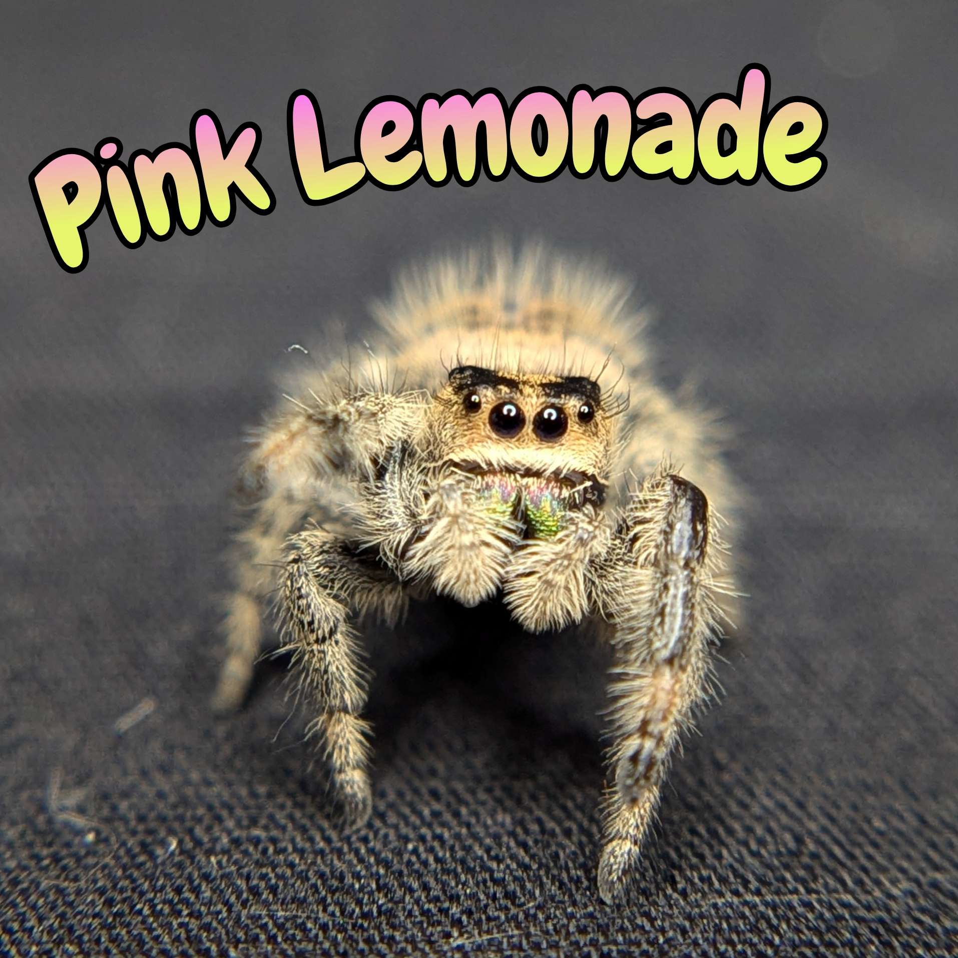 Regal Jumping Spider "Pink Lemonade"