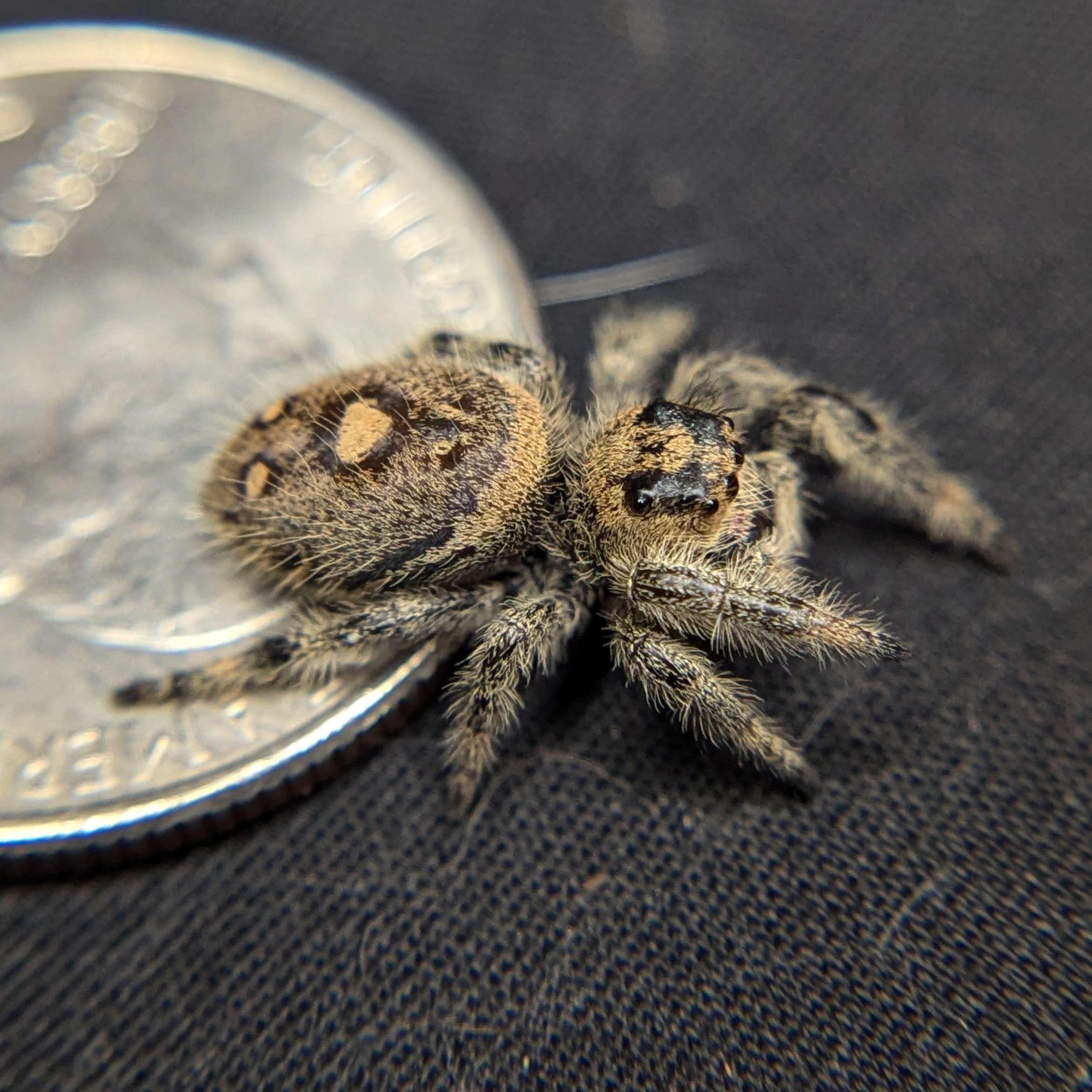 Regal Jumping Spider "Pink Lemonade"