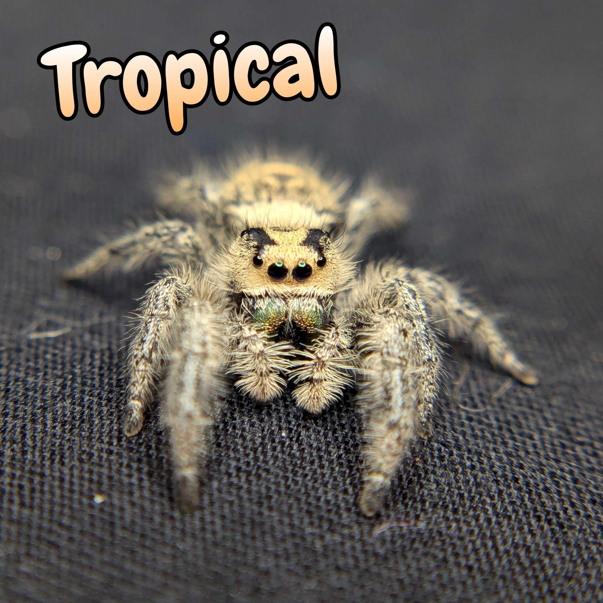 jumping spider for sale tropical, front view