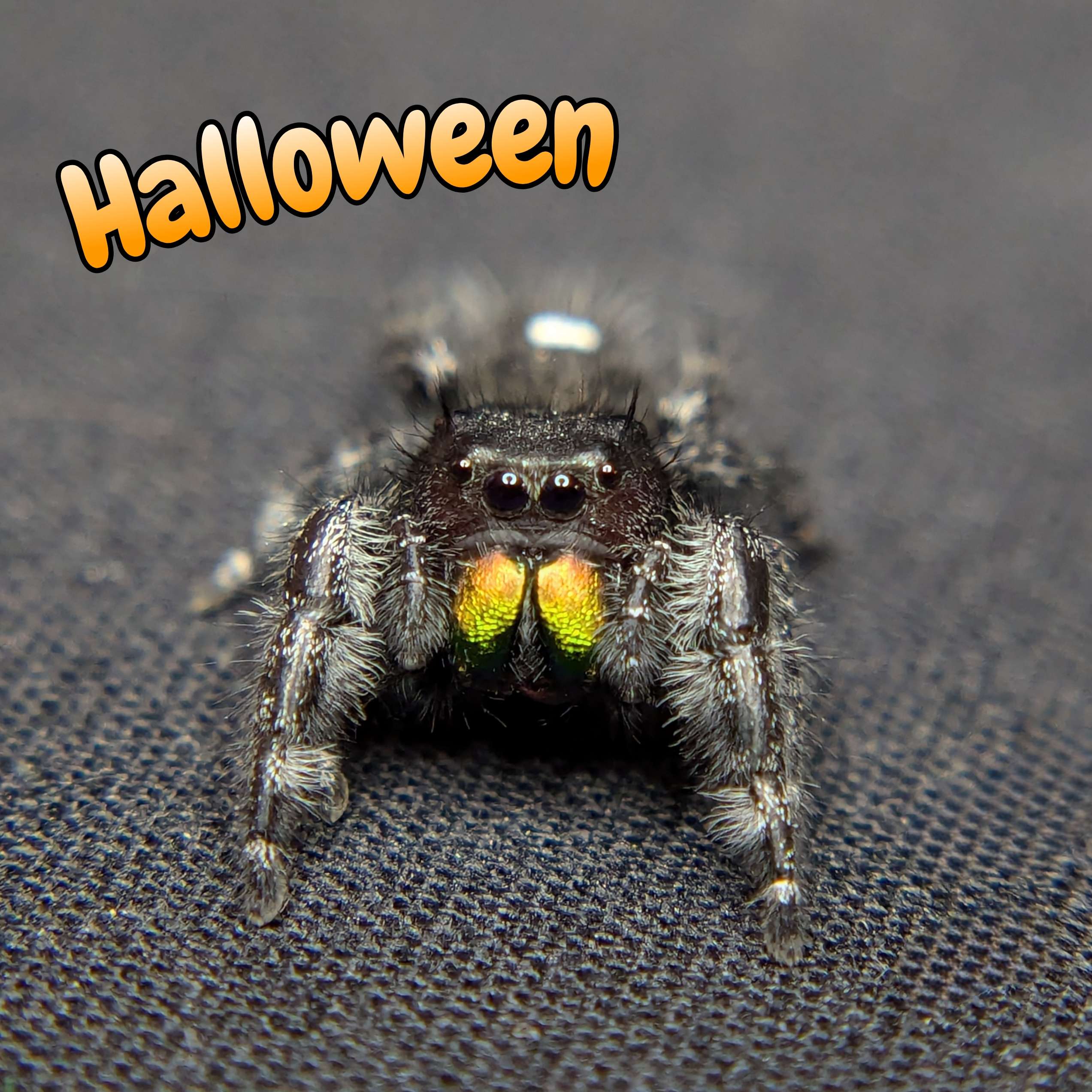 audax jumping spider for sale halloween, front view