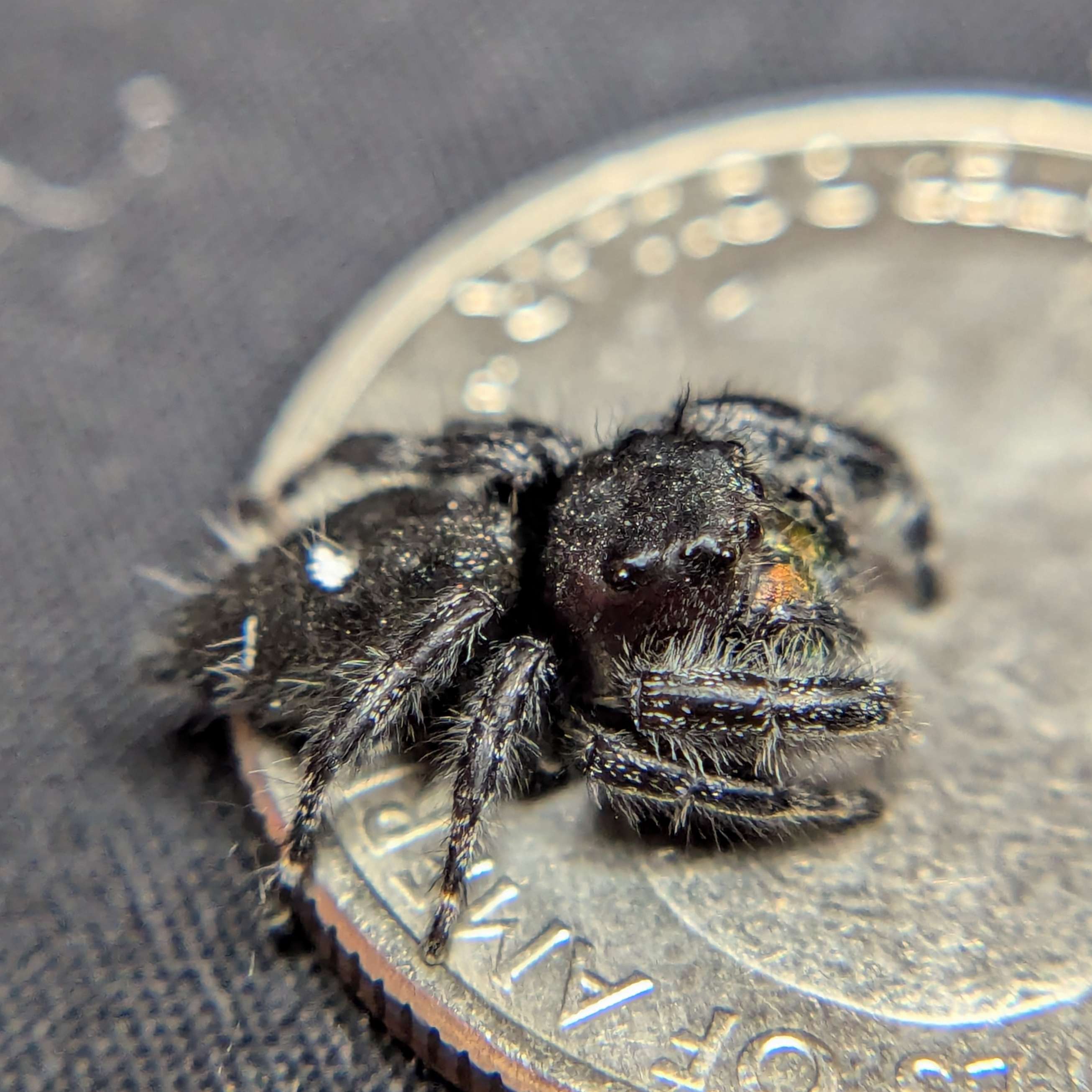 jumping spider for sale halloween, back view