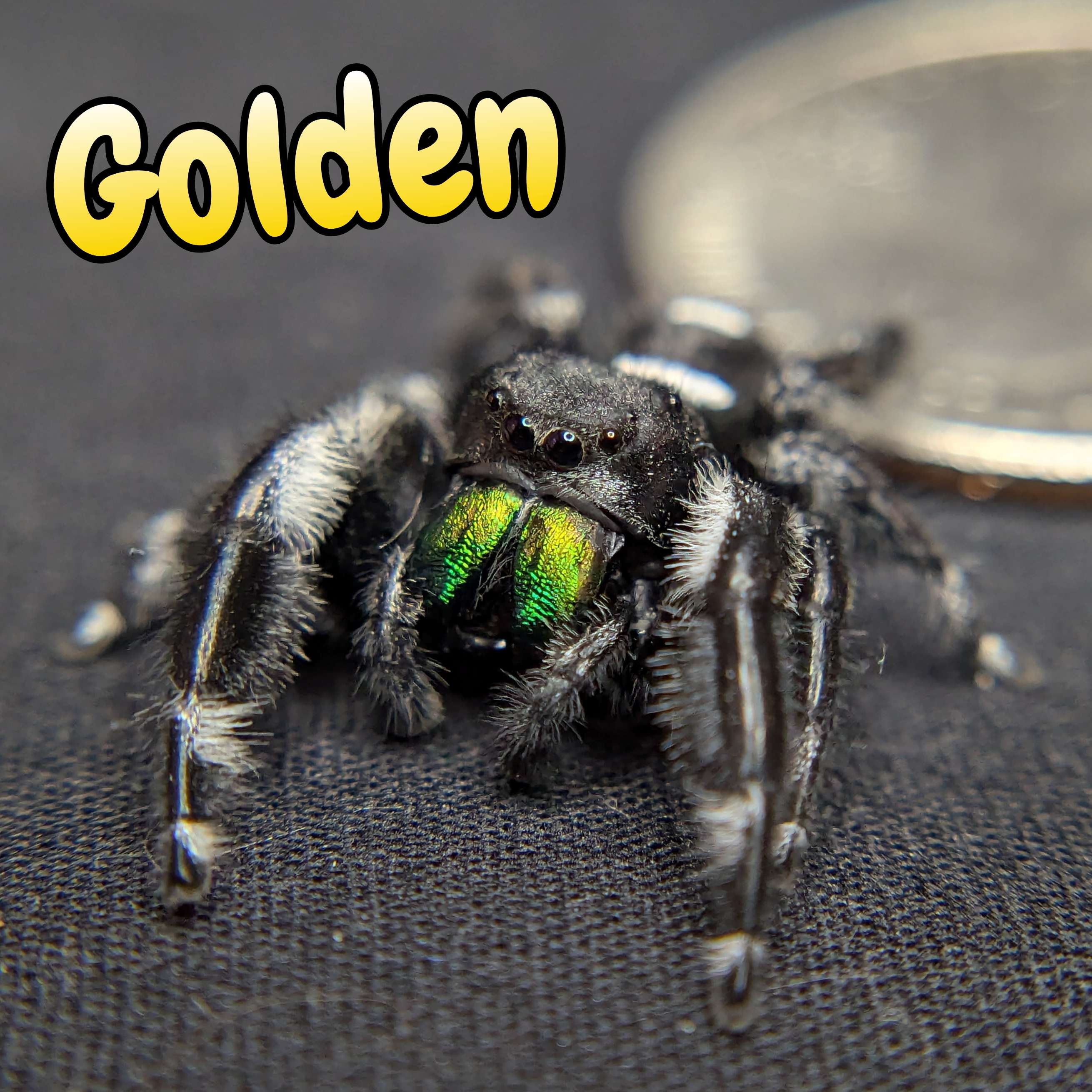 jumping spider for sale golden, front view