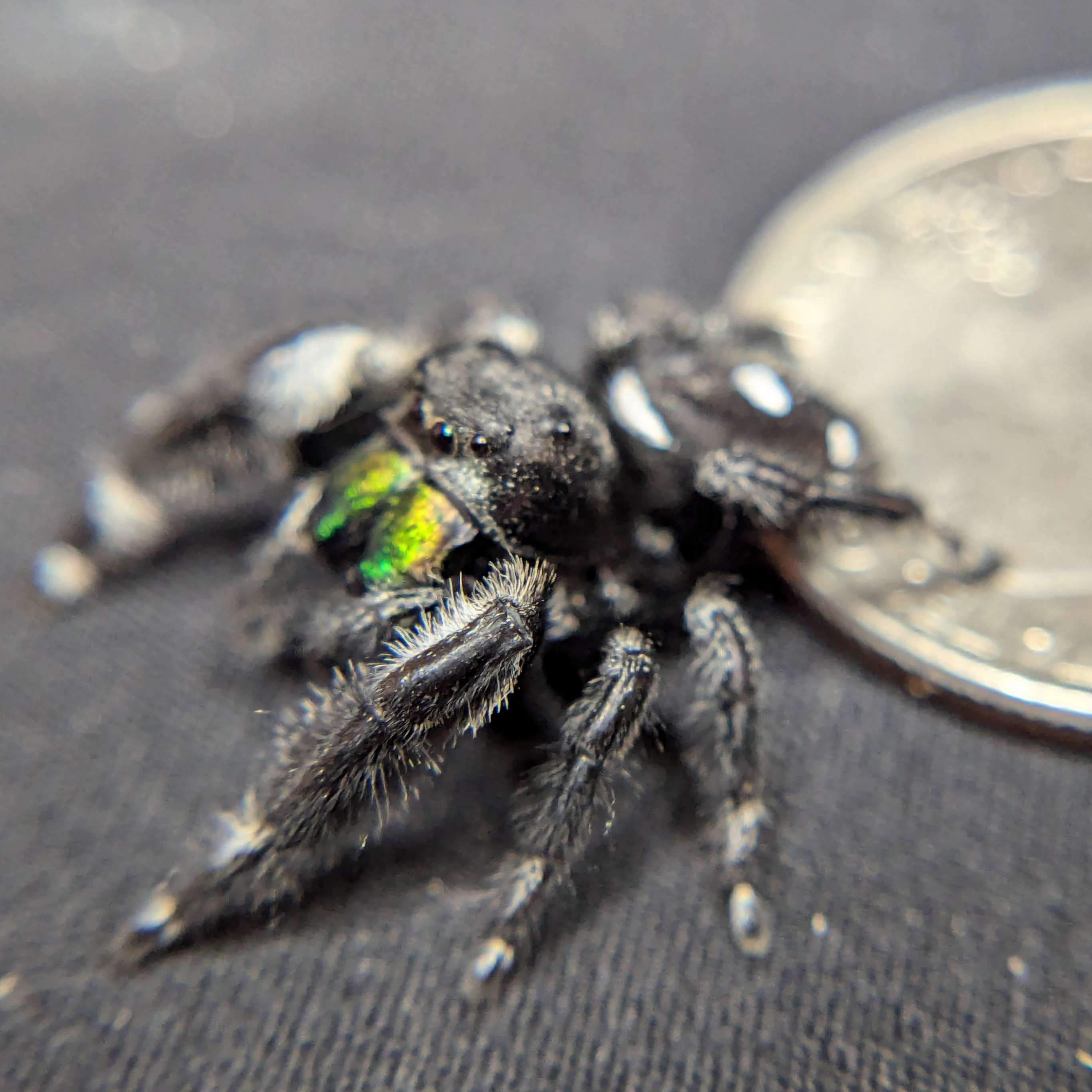 jumping spider for sale golden, back view