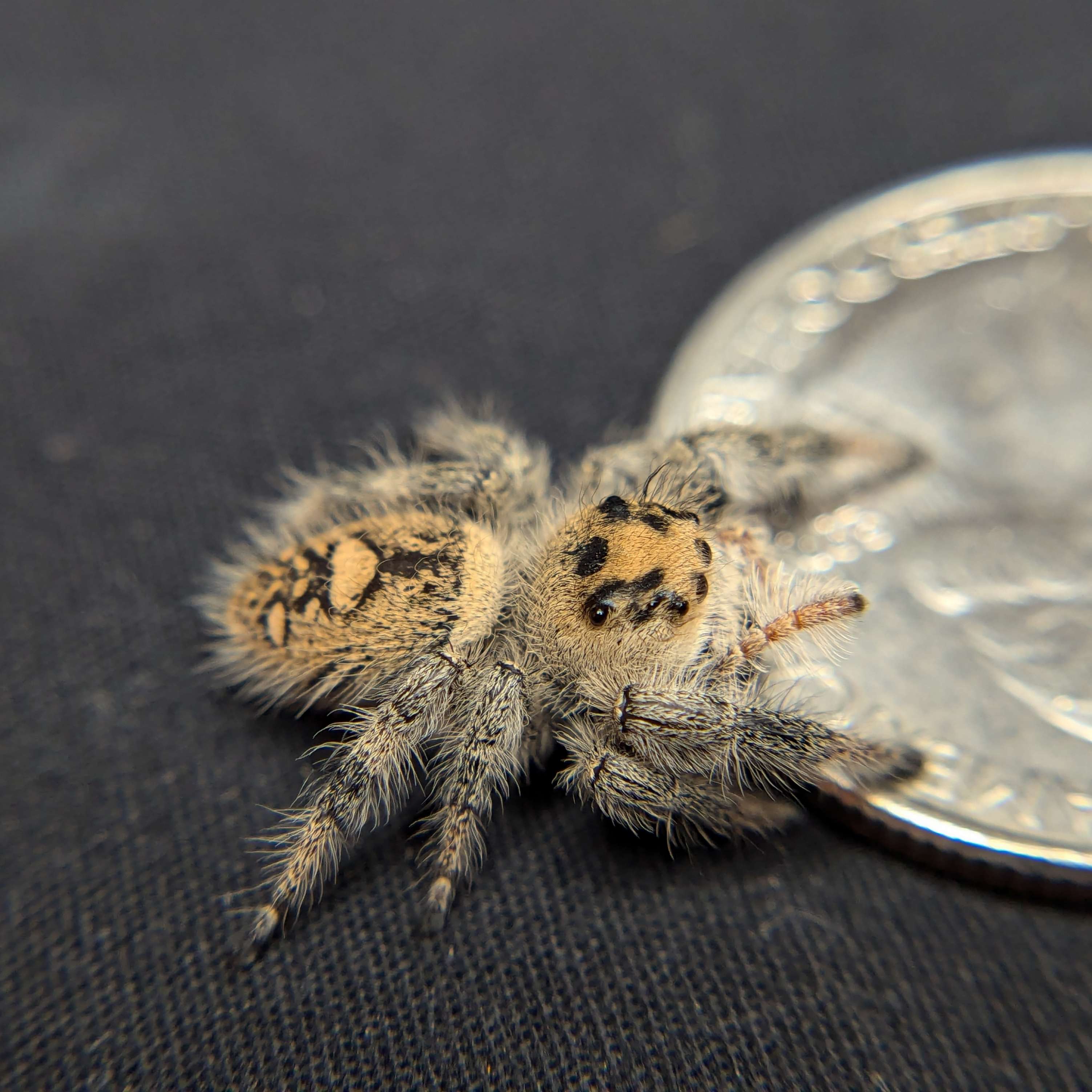 jumping spider for sale waffle, back view