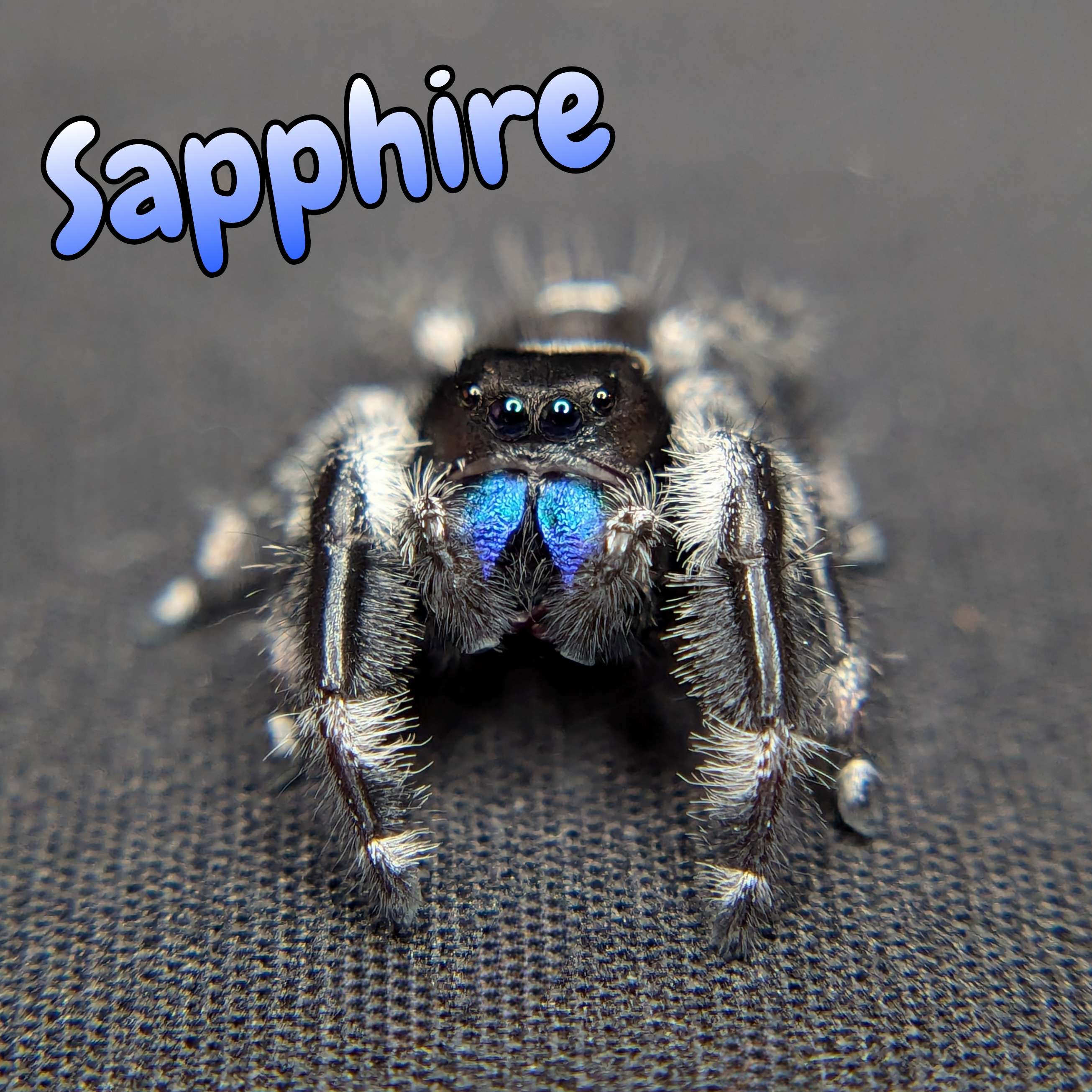 jumping spider for sale sapphire, front view