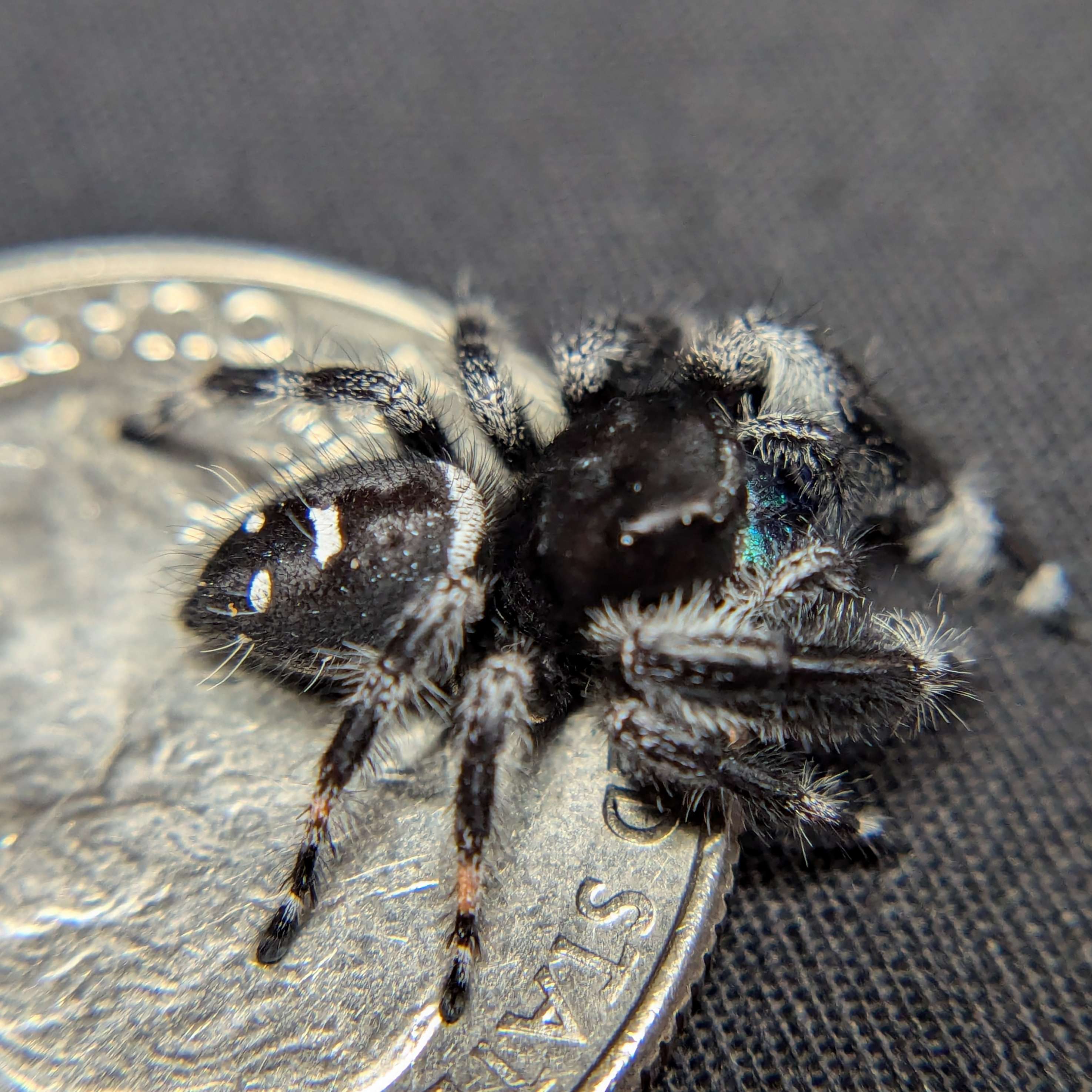 jumping spider for sale sapphire, back view