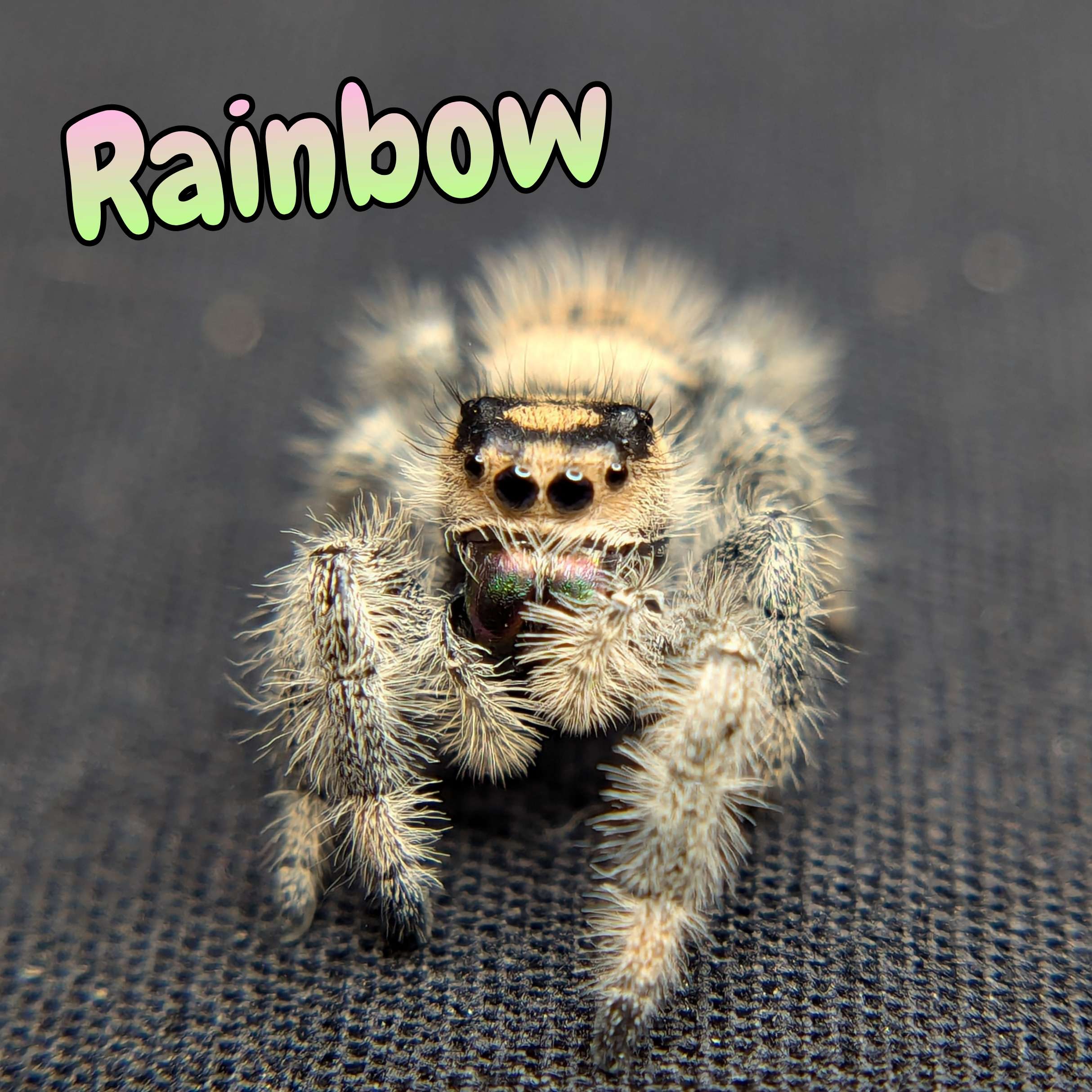 jumping spider for sale rainbow, front view