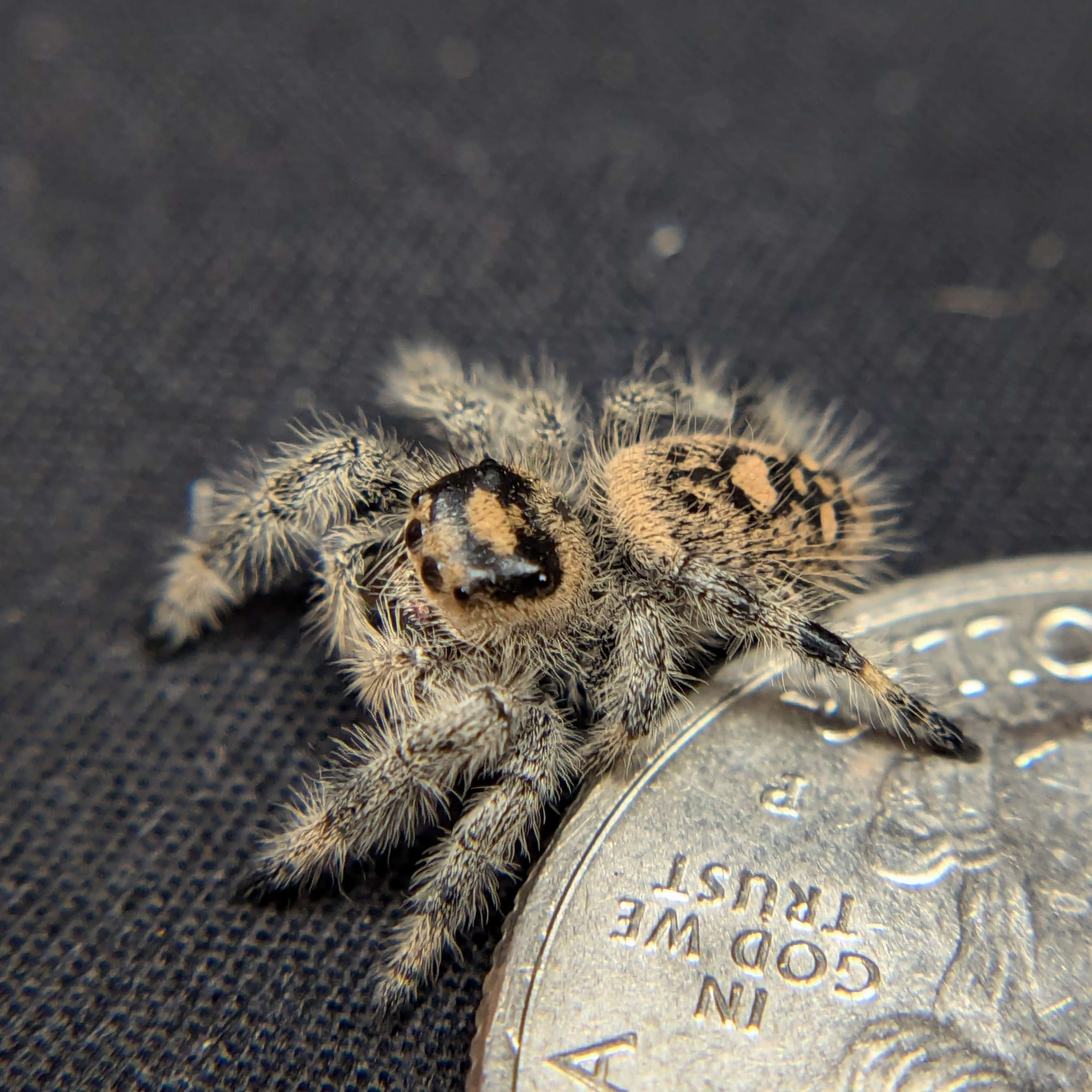 jumping spider for sale rainbow, back view